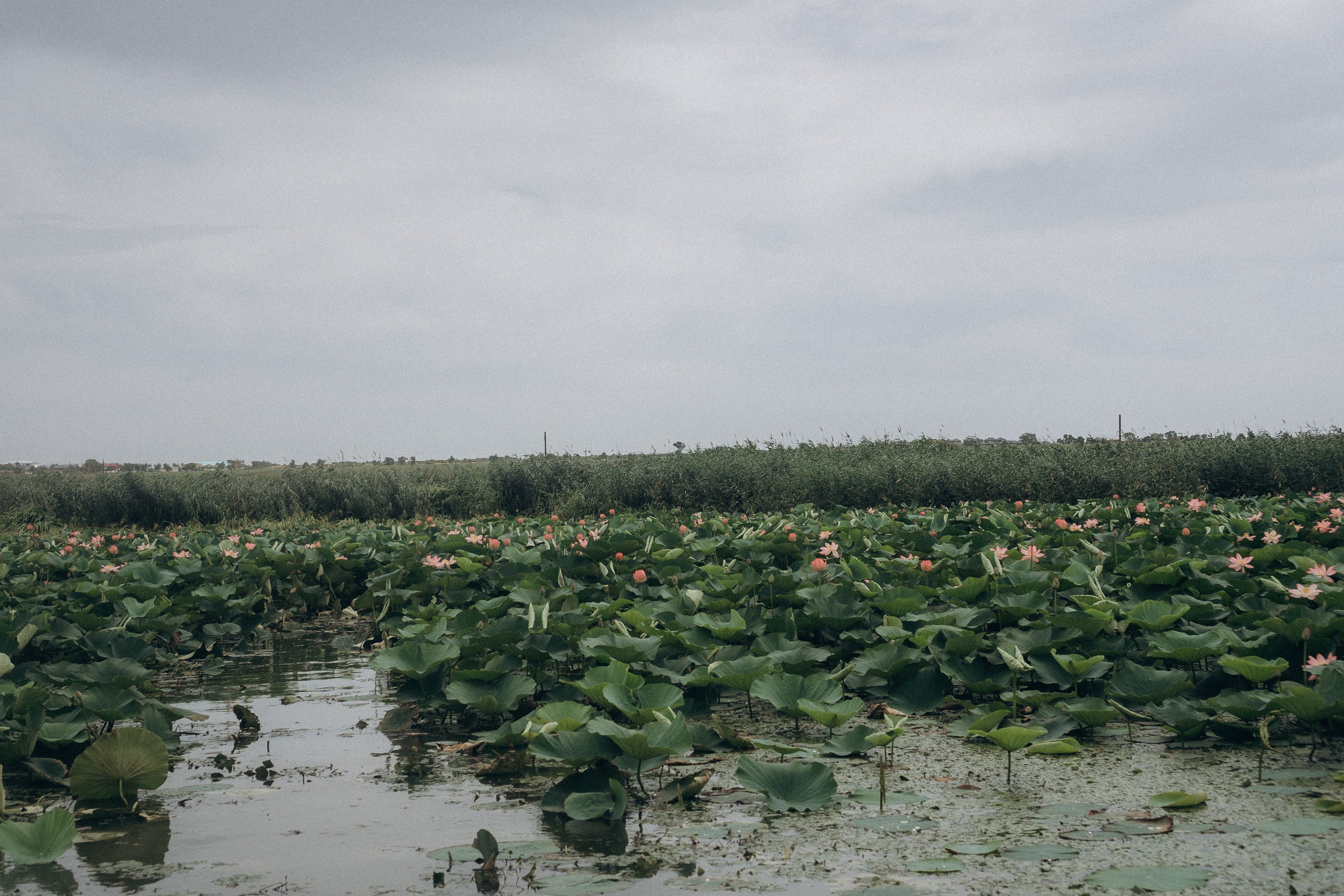 ЛОТОСОВАЯ ПОЛЯНА. Профессиональный фотограф, Санкт-Петербург — Виктория Богомолова