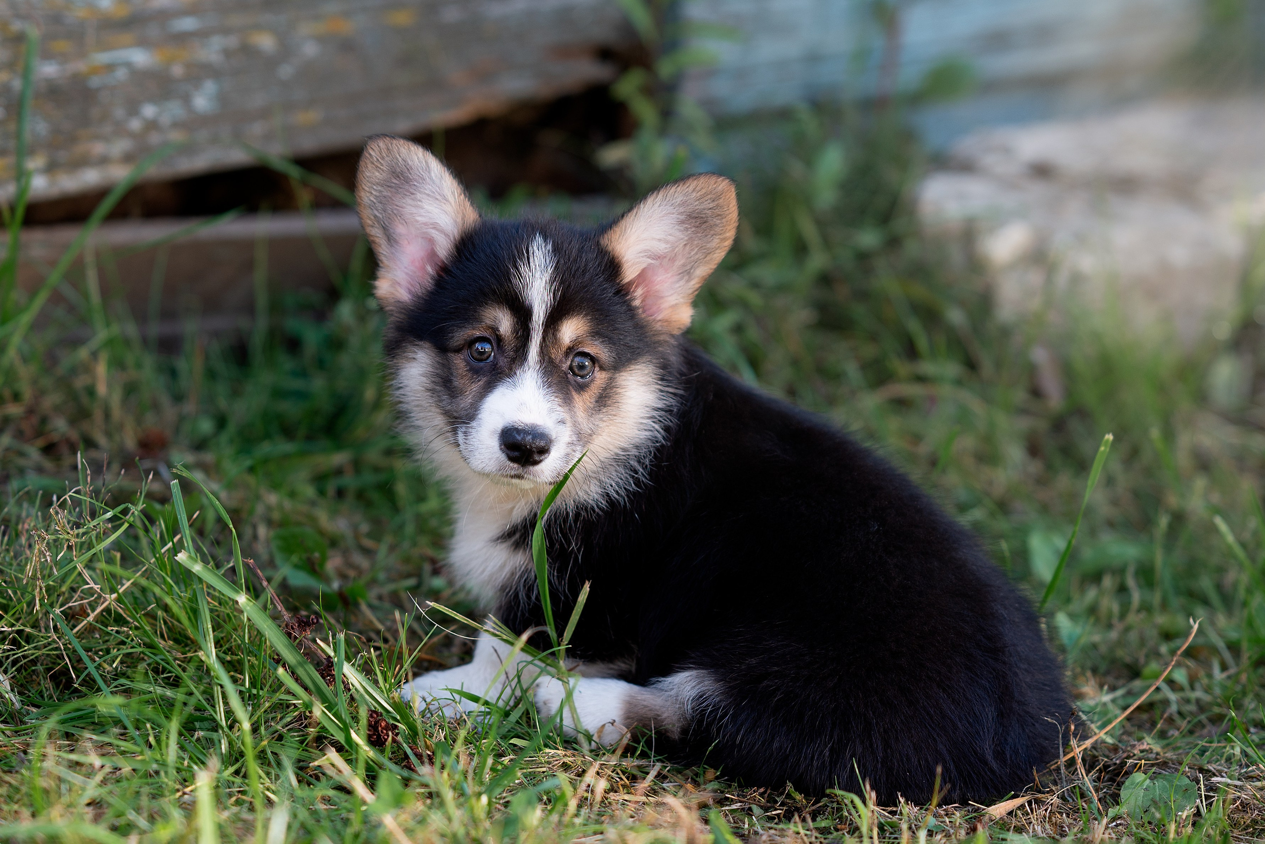 Заводчик Анастасия Подгорбунская. Творческий фотограф Вологда