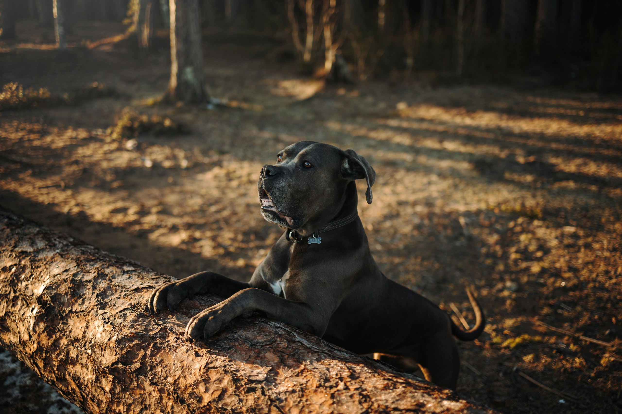 Анна и Лана. Фотограф — Анималист | Санкт-Петербург