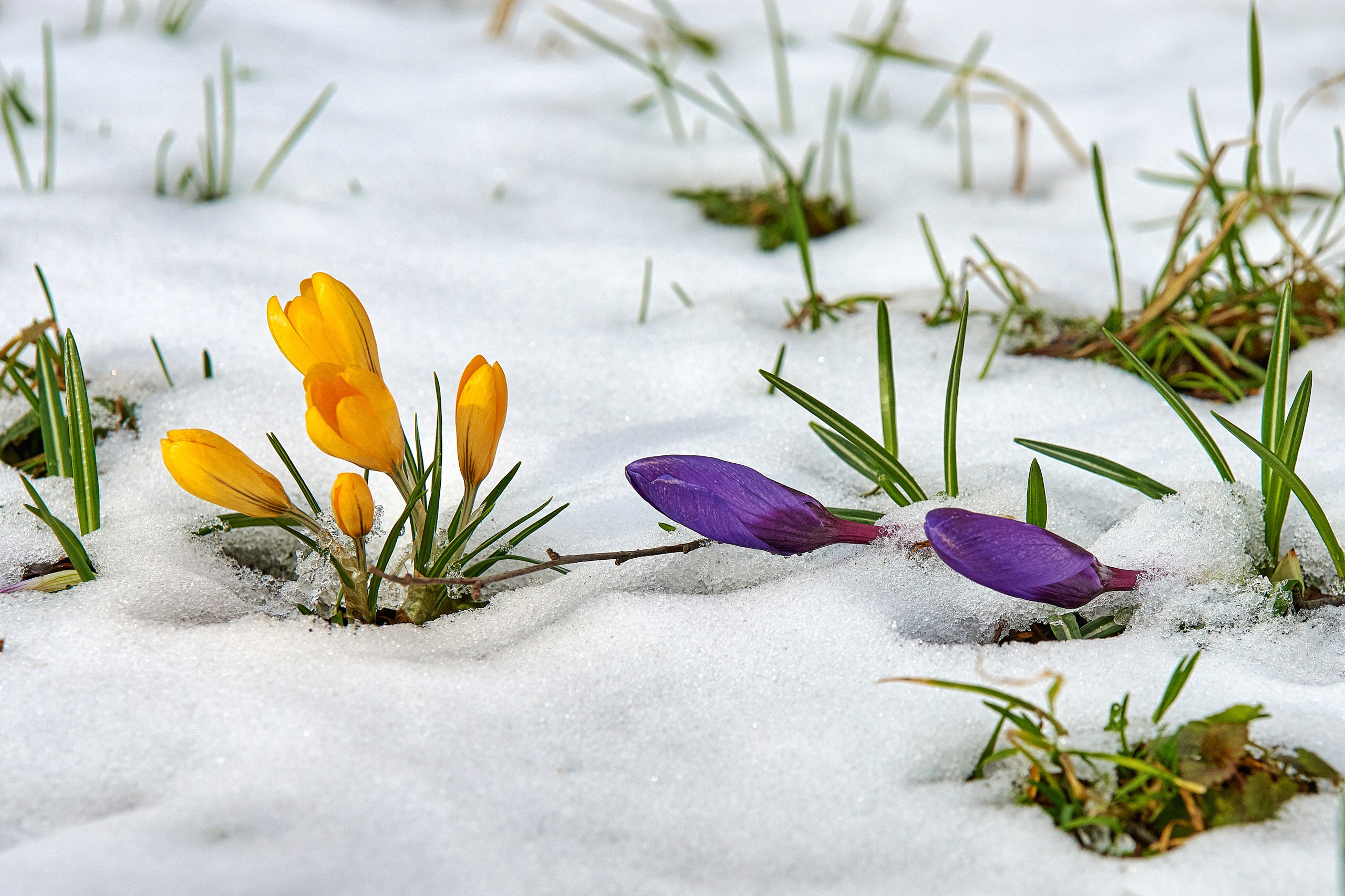 Наша мать — природа. Фотограф Владимир Артамонов