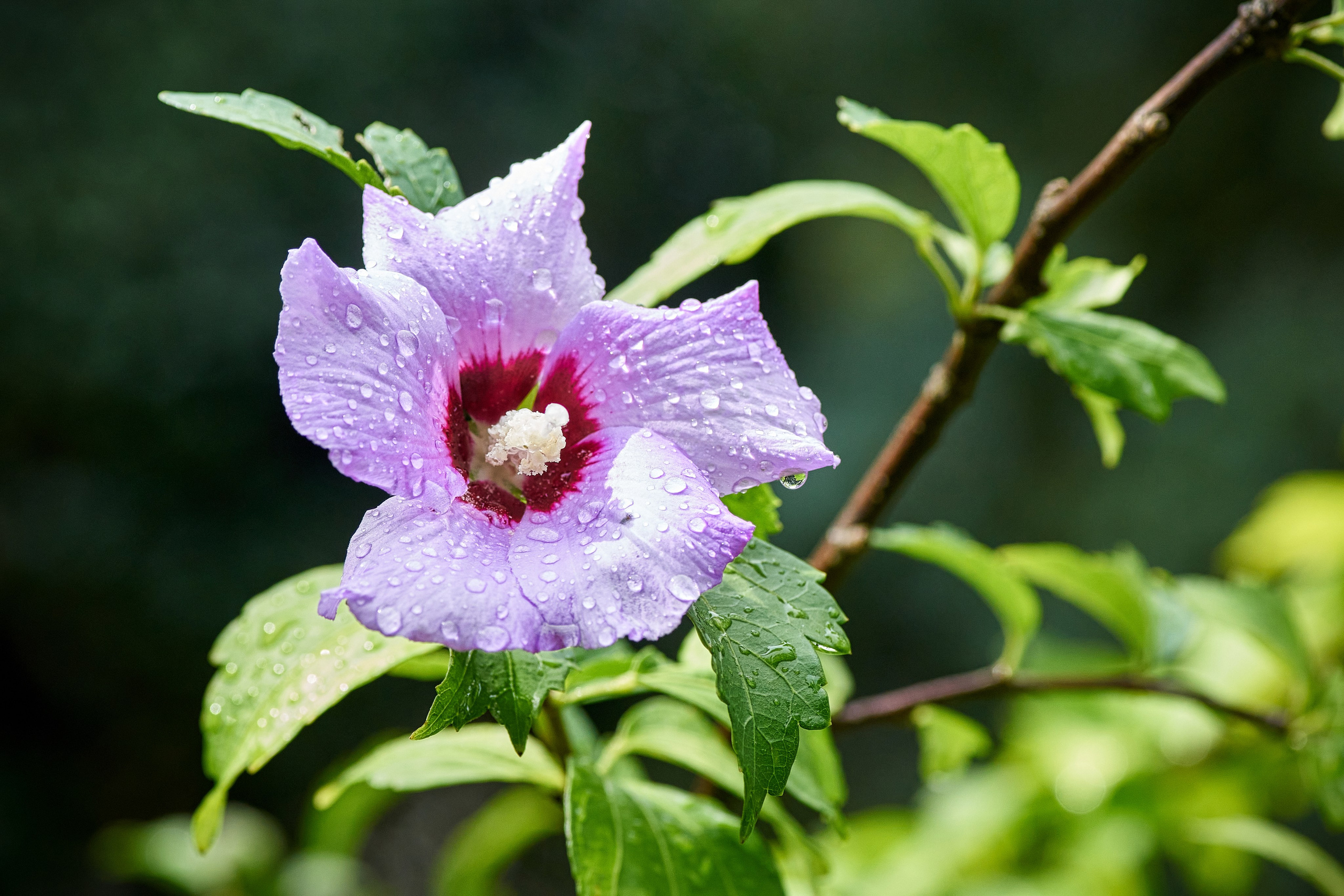 Ялта. Крым. Фотограф Владимир Артамонов
