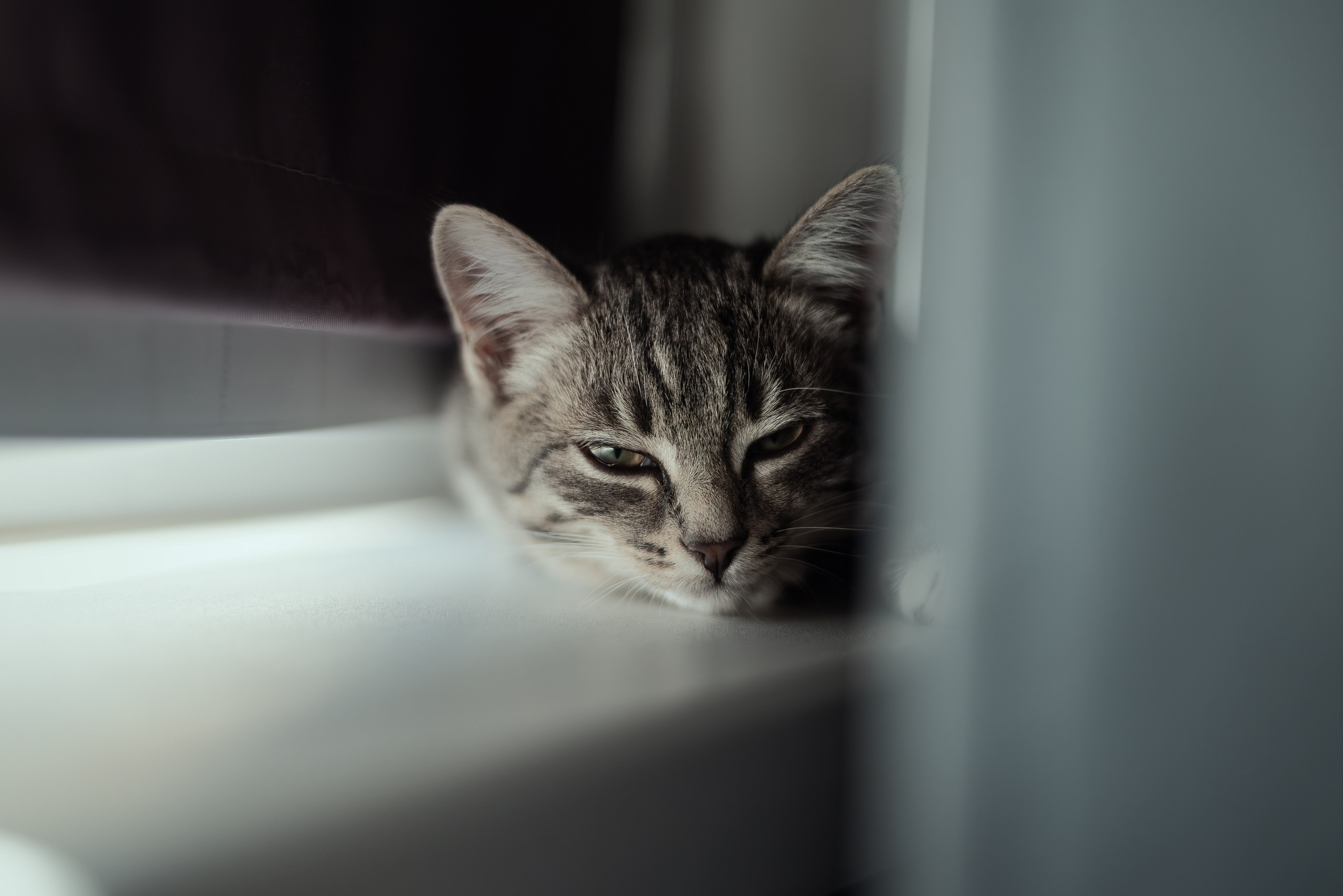 Энималс. Место {не}банальных фото