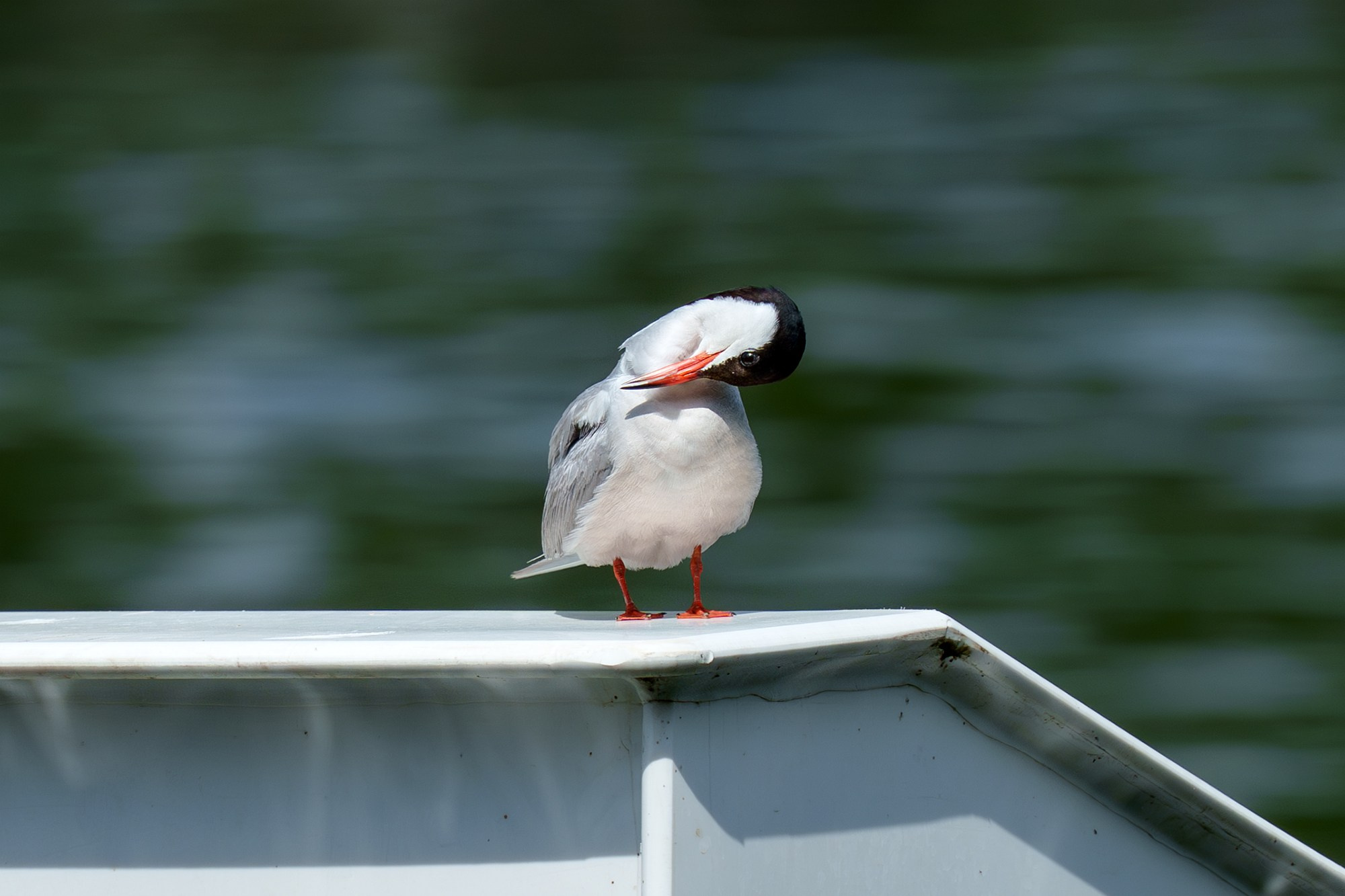 Удивительные мир птиц. Вокруг нас столько прекрасного — присмотритесь!. Ваш личный фотограф Марина Волкова