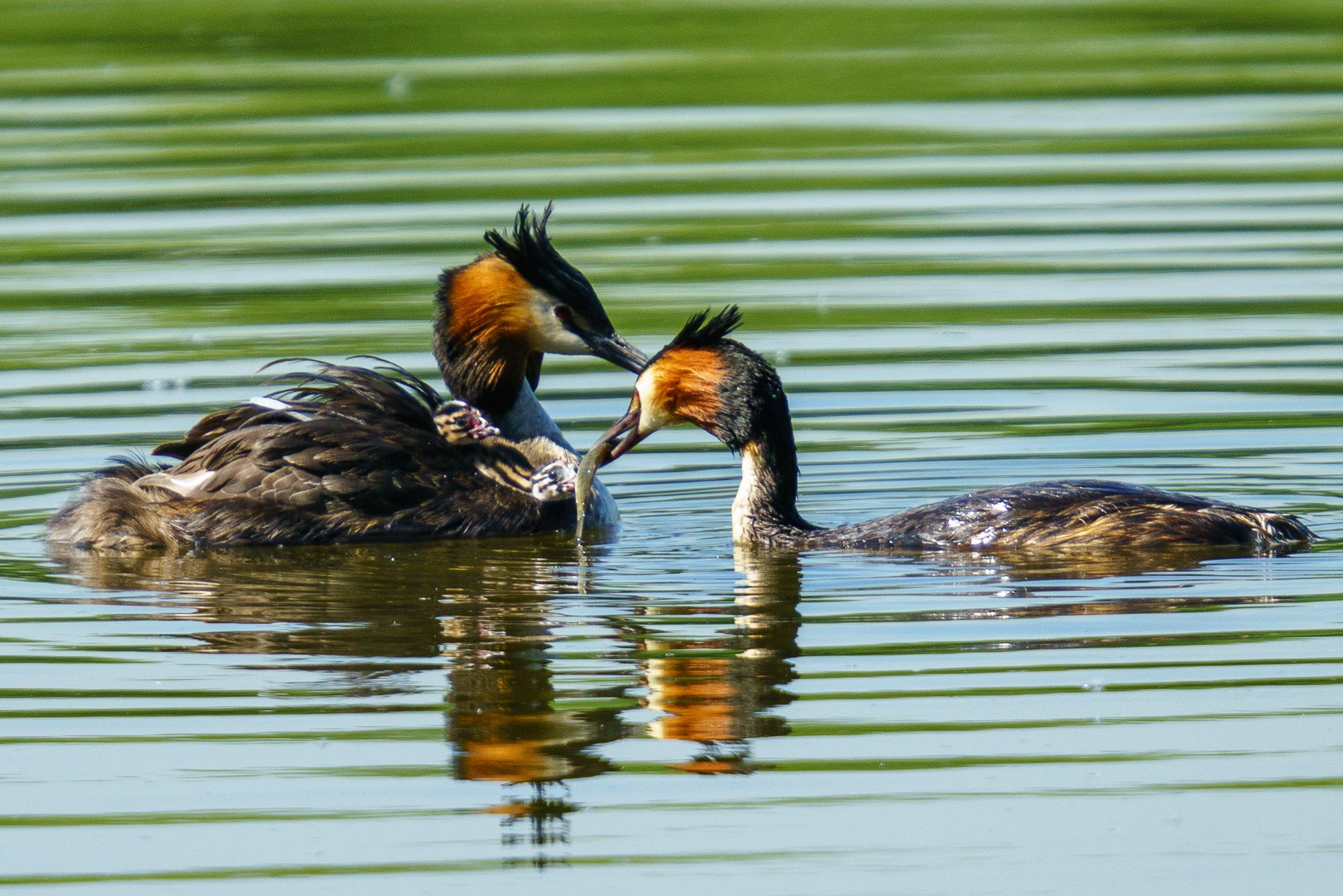 Удивительные мир птиц. Вокруг нас столько прекрасного — присмотритесь!. Ваш личный фотограф Марина Волкова