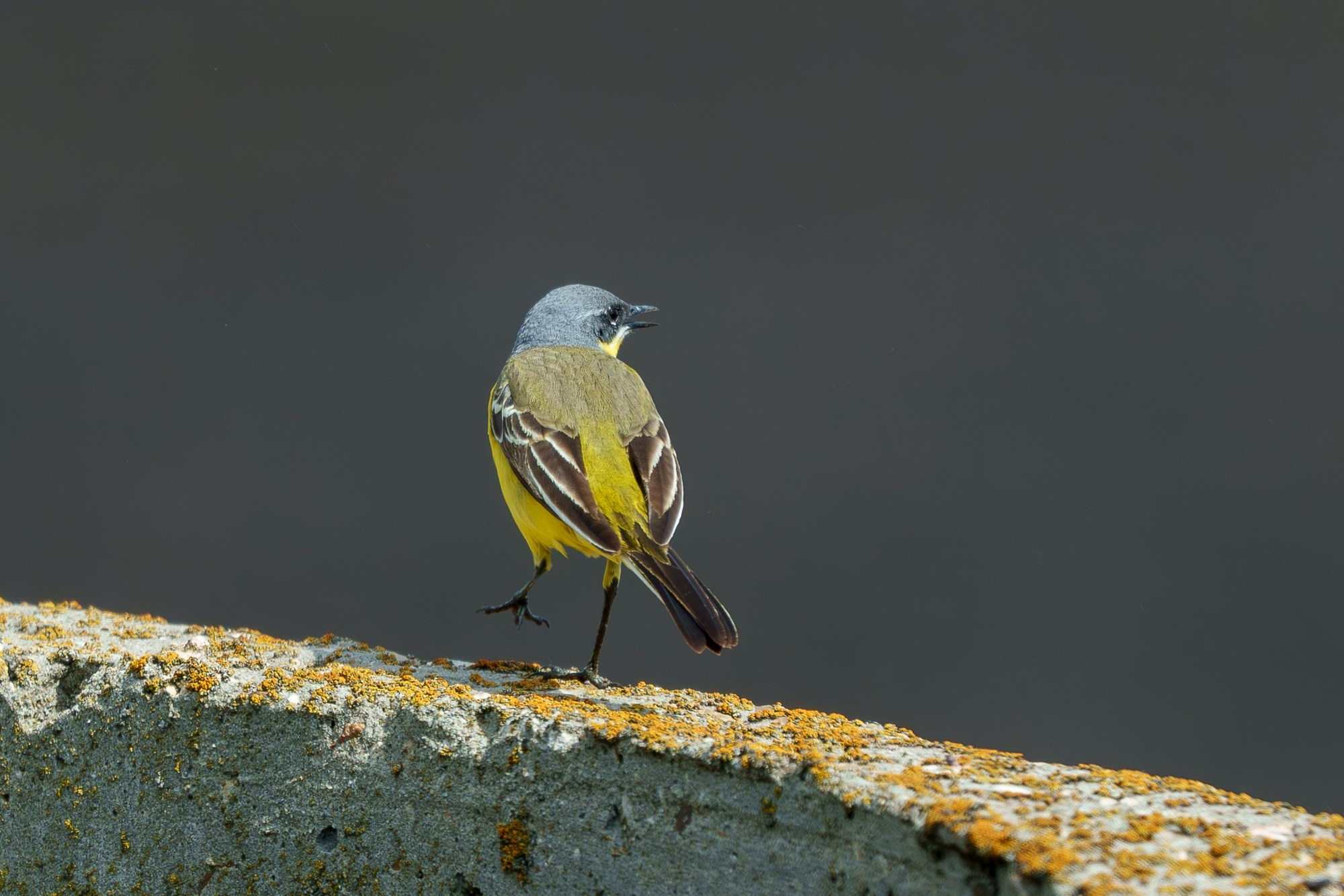 Удивительные мир птиц. Вокруг нас столько прекрасного — присмотритесь!. Ваш личный фотограф Марина Волкова