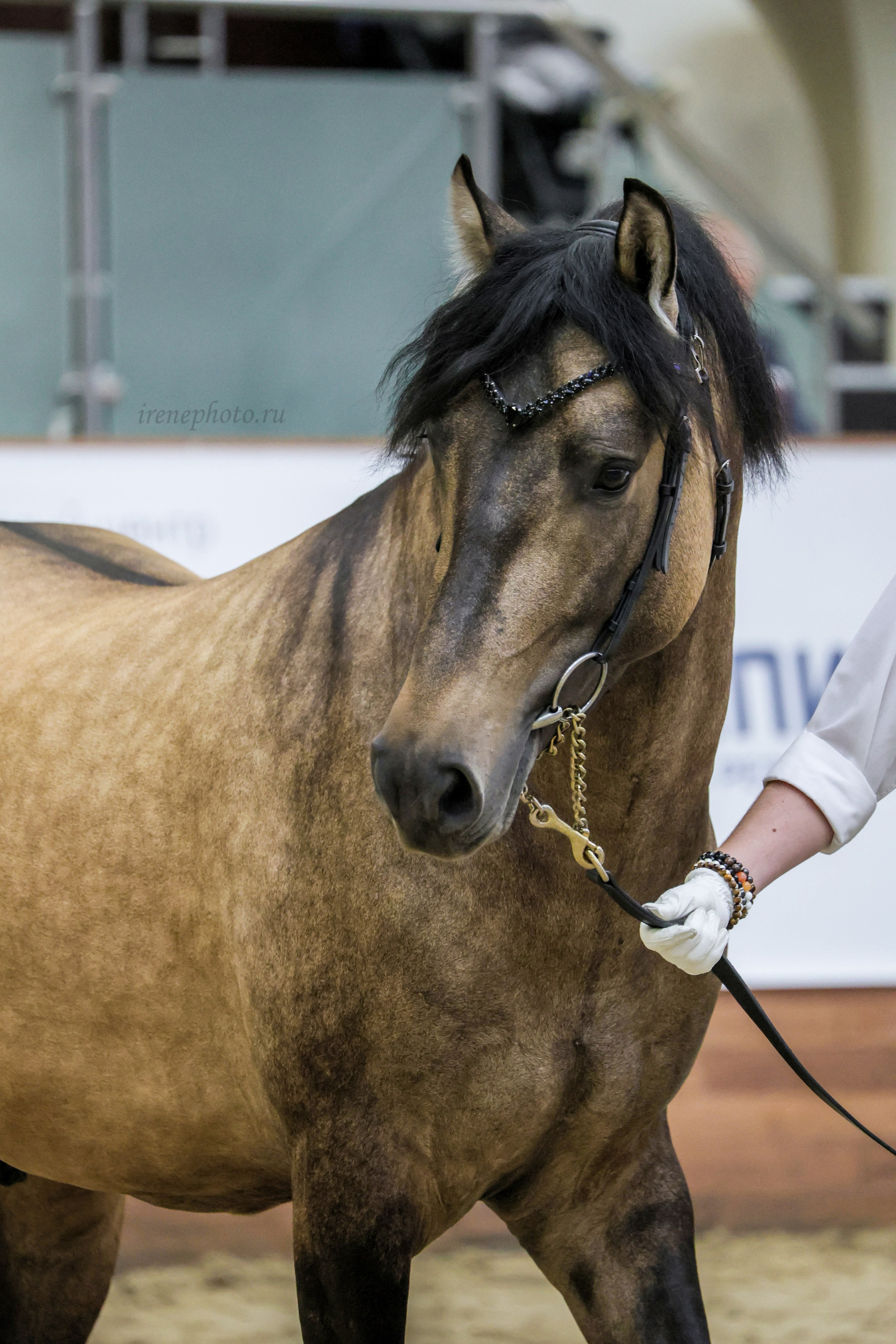 Конная Россия 2024. Irenephoto.ru