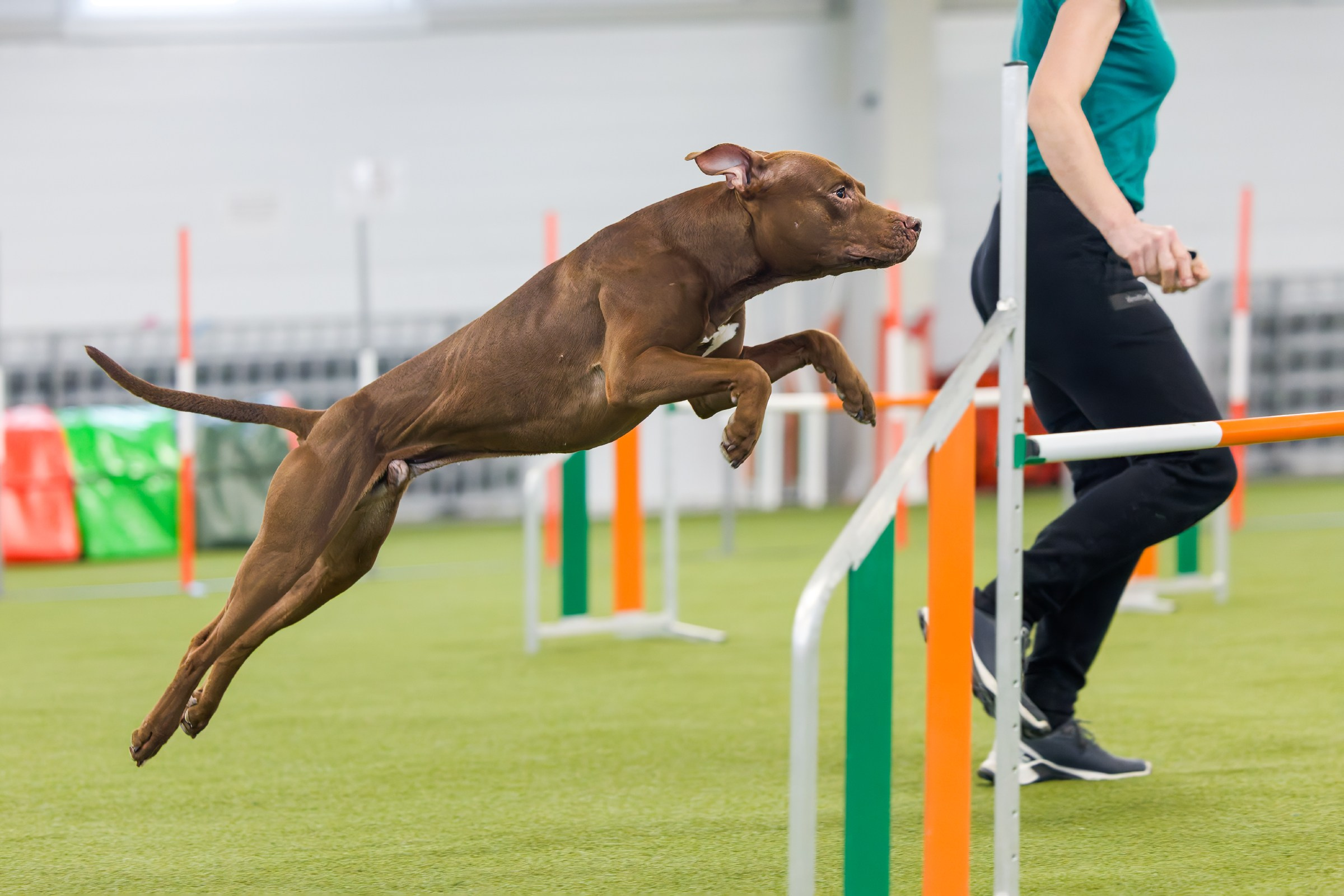 День рождения Пёсбурга — февраль 2025. Irenephoto.ru