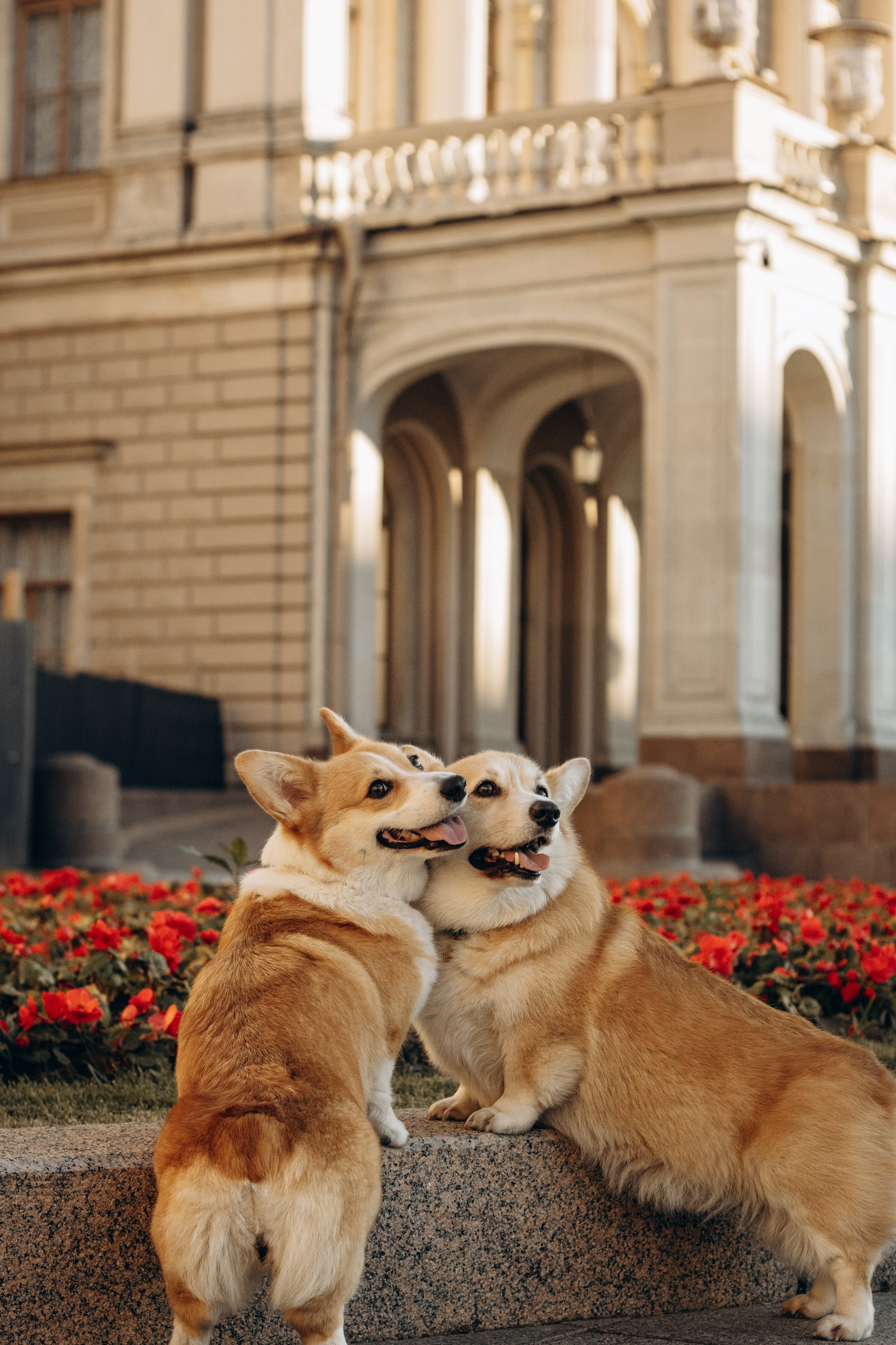 Лиза и Саша, Варди и Челси. Фотограф-анималист в Санкт-Петербурге