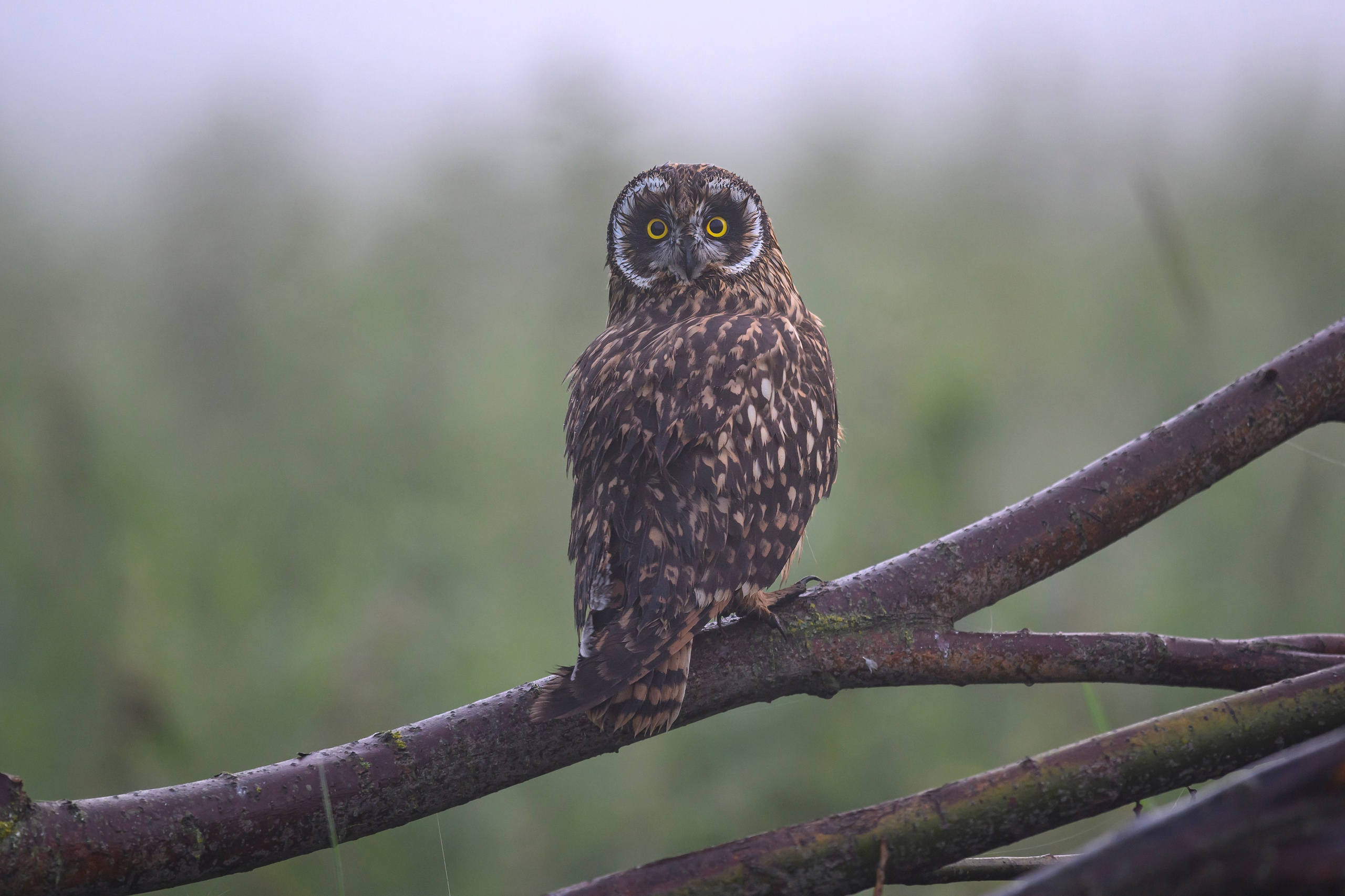 Совята и жуланы. Owlets and Shrikes. Фотограф Сергей Пупонин