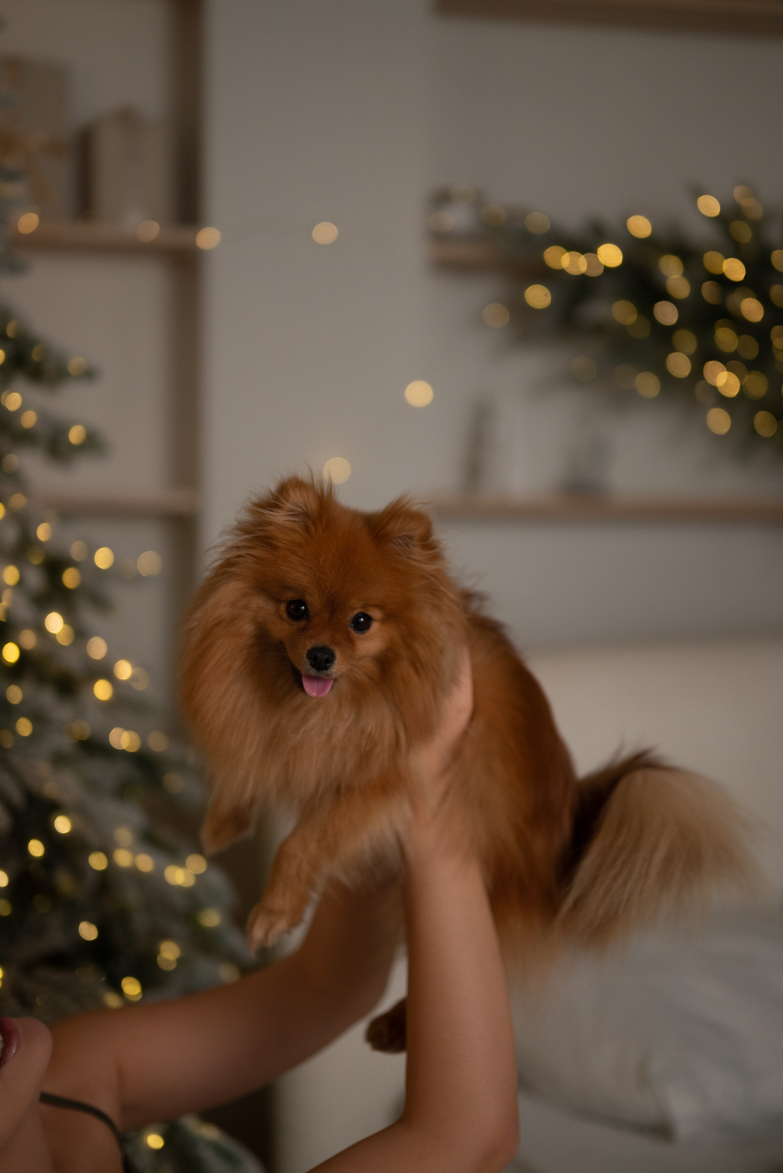 Индивидуальная съемка. Zhilina.ph Фотограф Красноярск