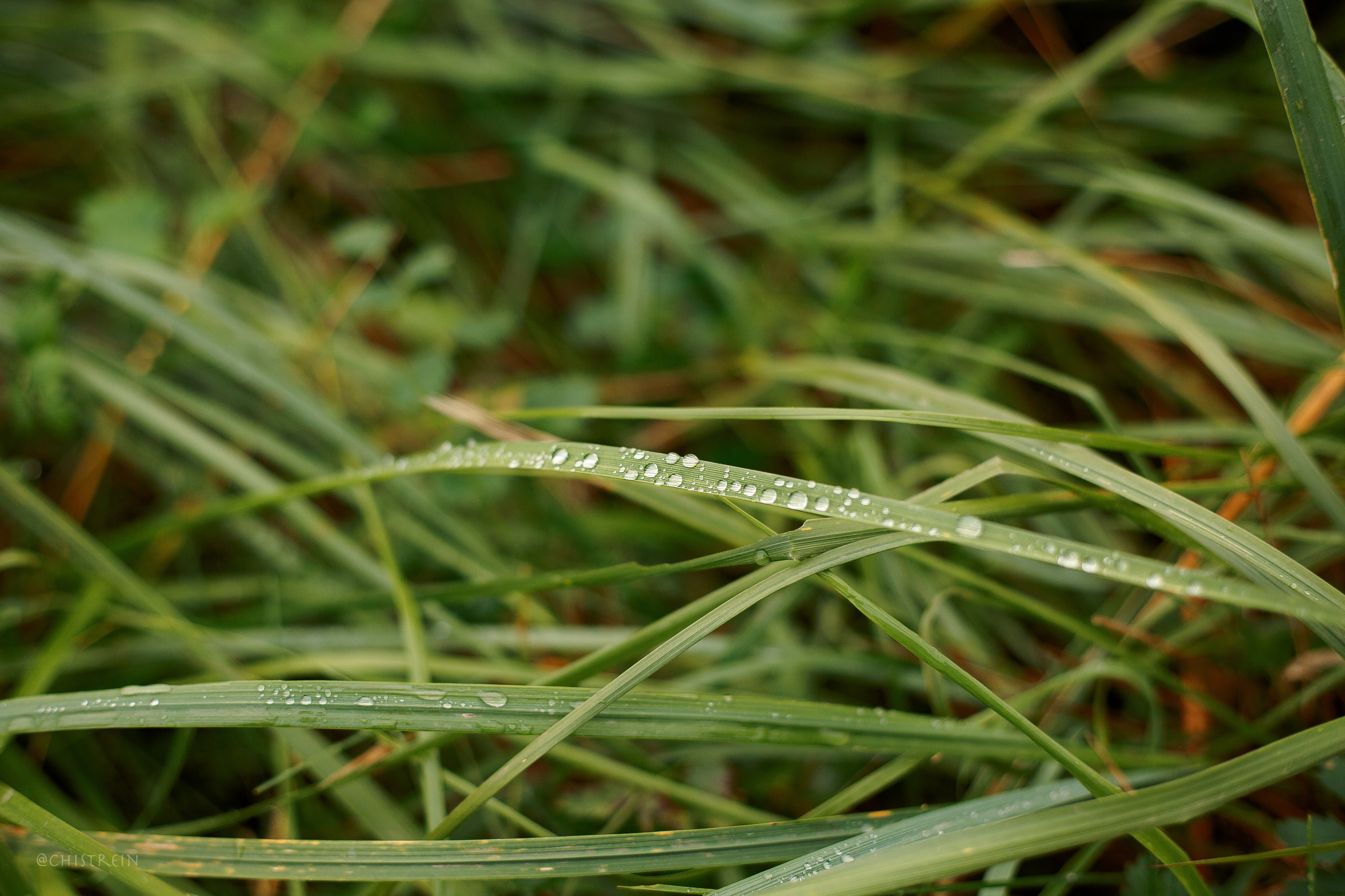 Дальний пирс. Фотограф-анималист Наталия Чистюхина в г. Сосновый Бор и ЛО