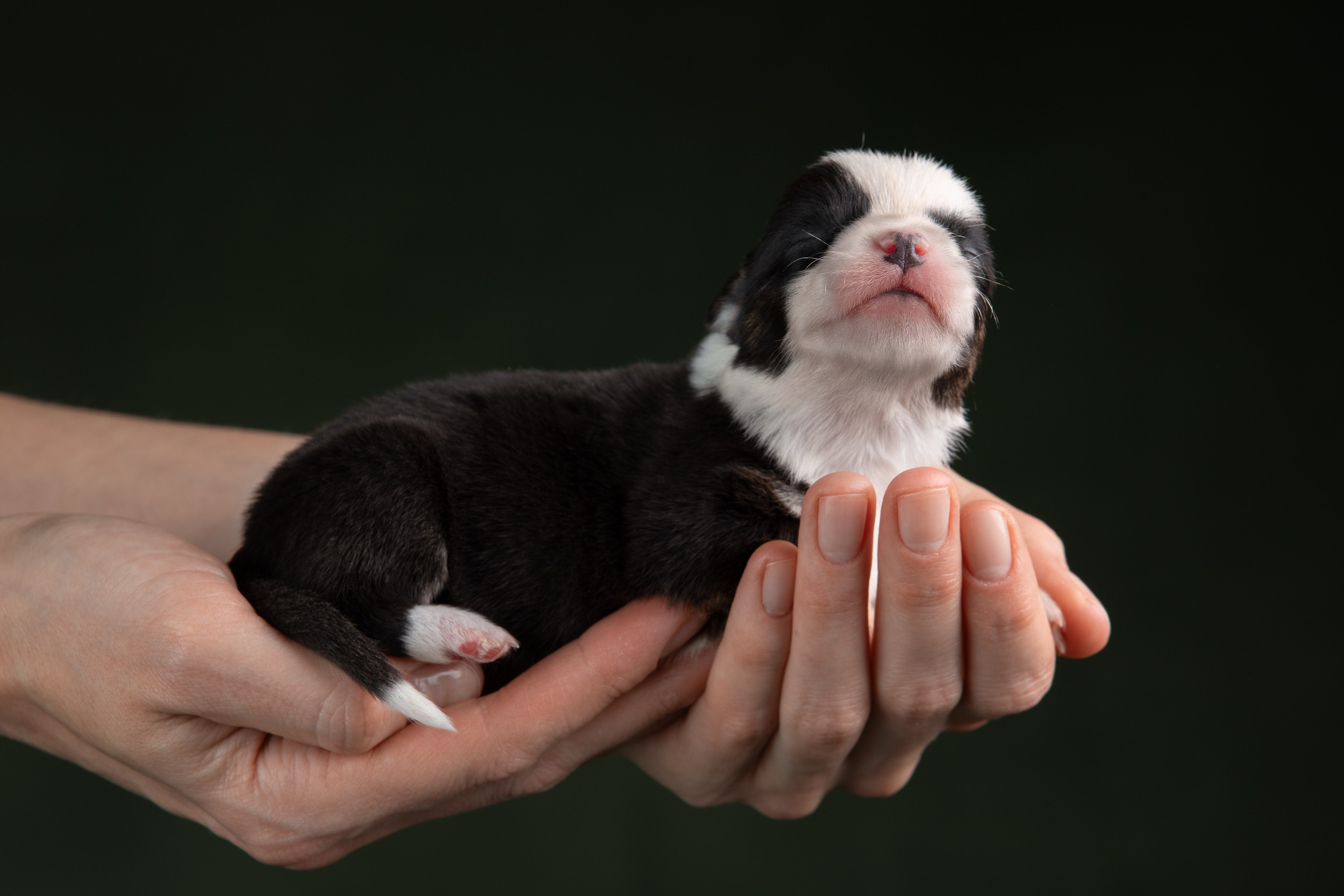 Фотограф-анималист в Москве и Московской области Татьяна Фролова