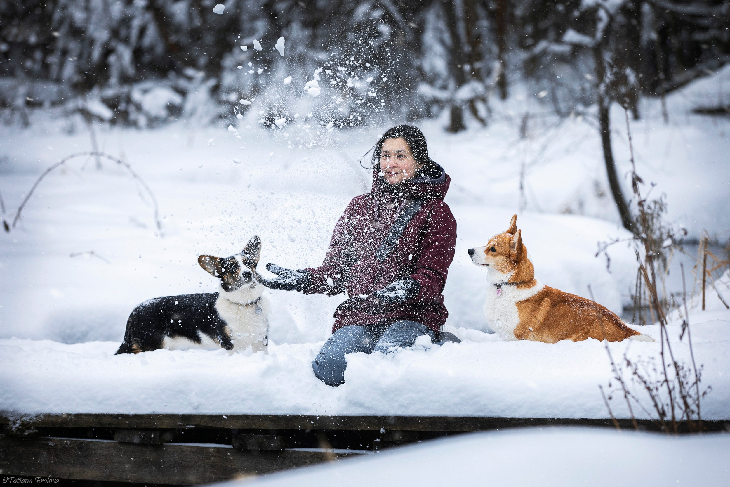 Фотосессия с собаками в зимнем лесу в Пушкино. Фотограф-анималист в Москве и Московской области Татьяна Фролова