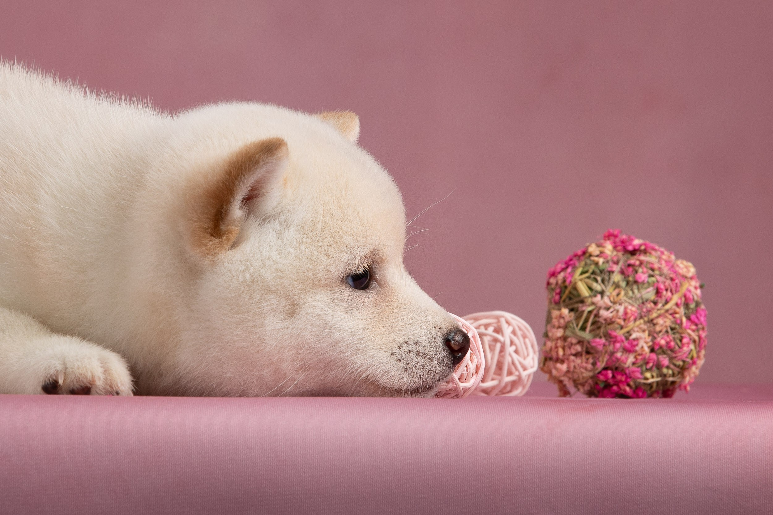 Гламурная фотосессия для щеночков. Фотограф-анималист в Москве и Московской области Татьяна Фролова