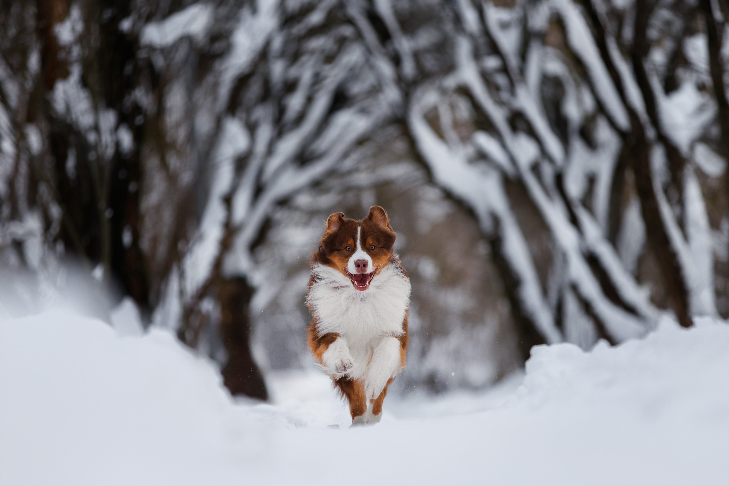 Марик и Дэн. Фотограф-анималист в Москве и Московской области Татьяна Фролова