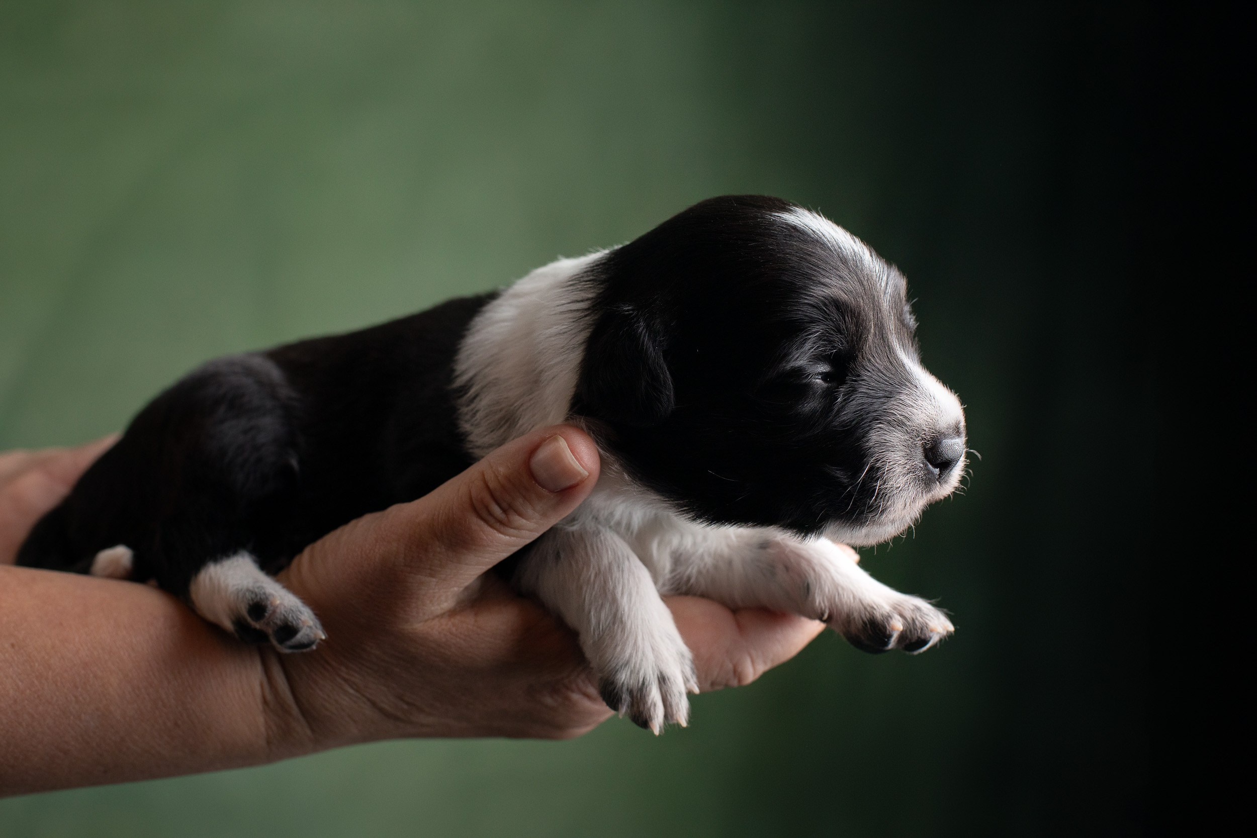 Студийная ньюборн съемка помета бордер-колли. Фотограф-анималист в Москве и Московской области Татьяна Фролова