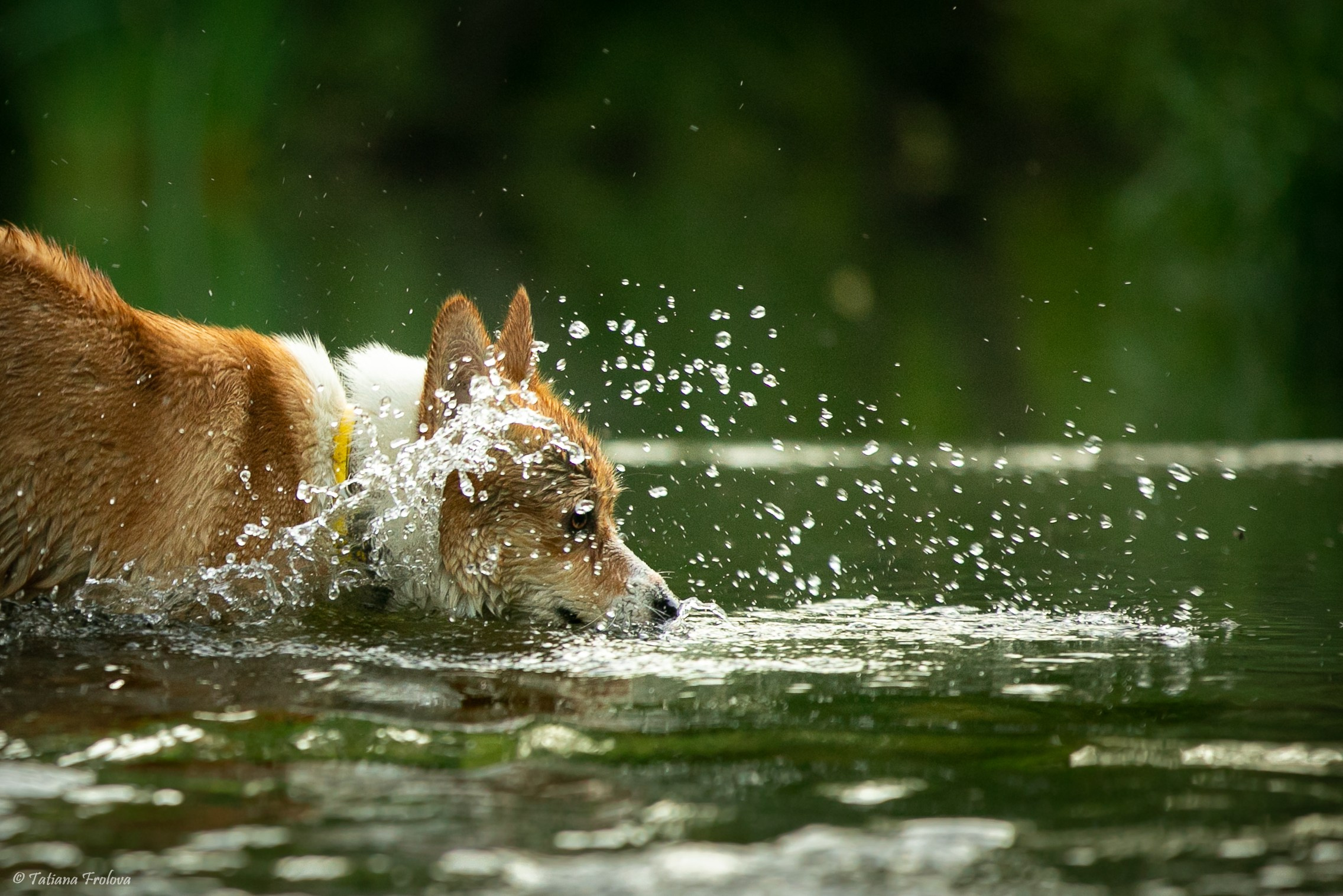 Фотографии собаки с хозяйкой в парке летним вечером. Фотограф-анималист в Москве и Московской области Татьяна Фролова