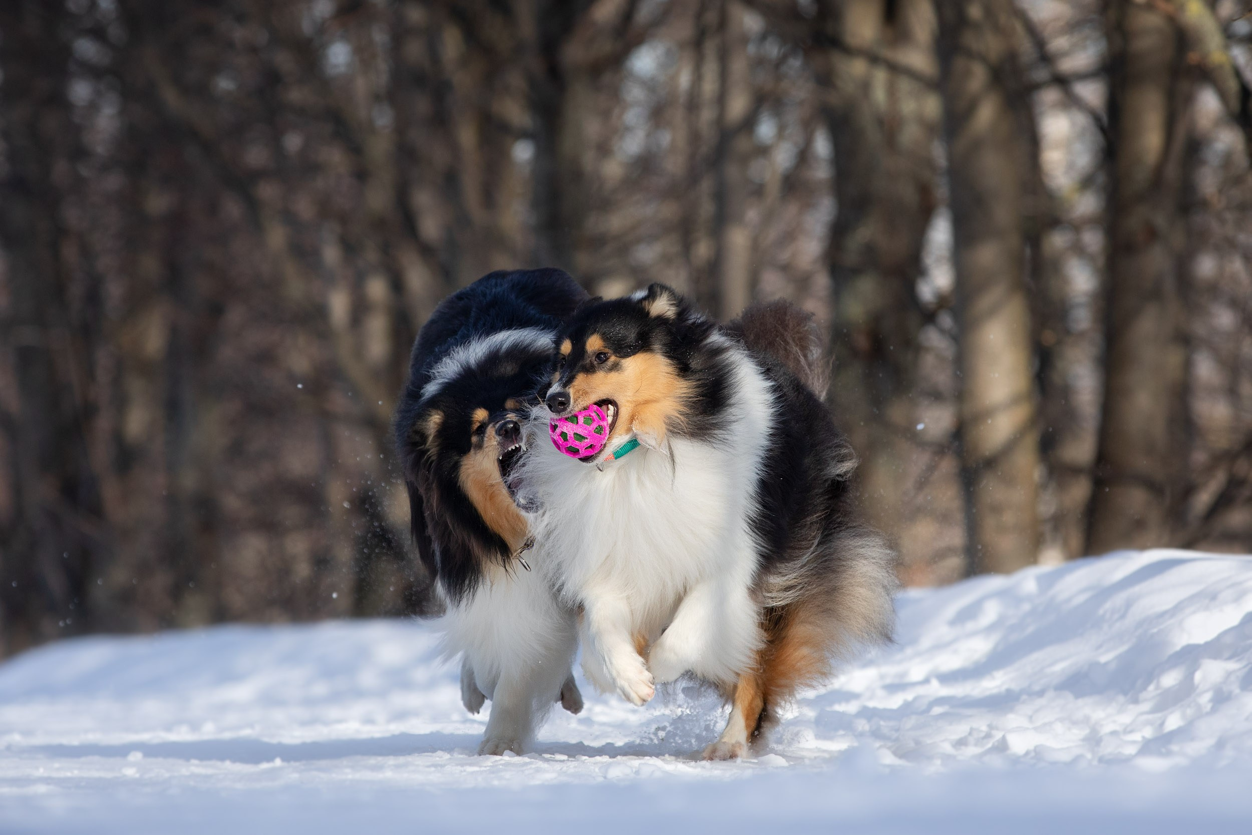 Фотопрогулка с собаками в Царицыно. Фотограф-анималист в Москве и Московской области Татьяна Фролова