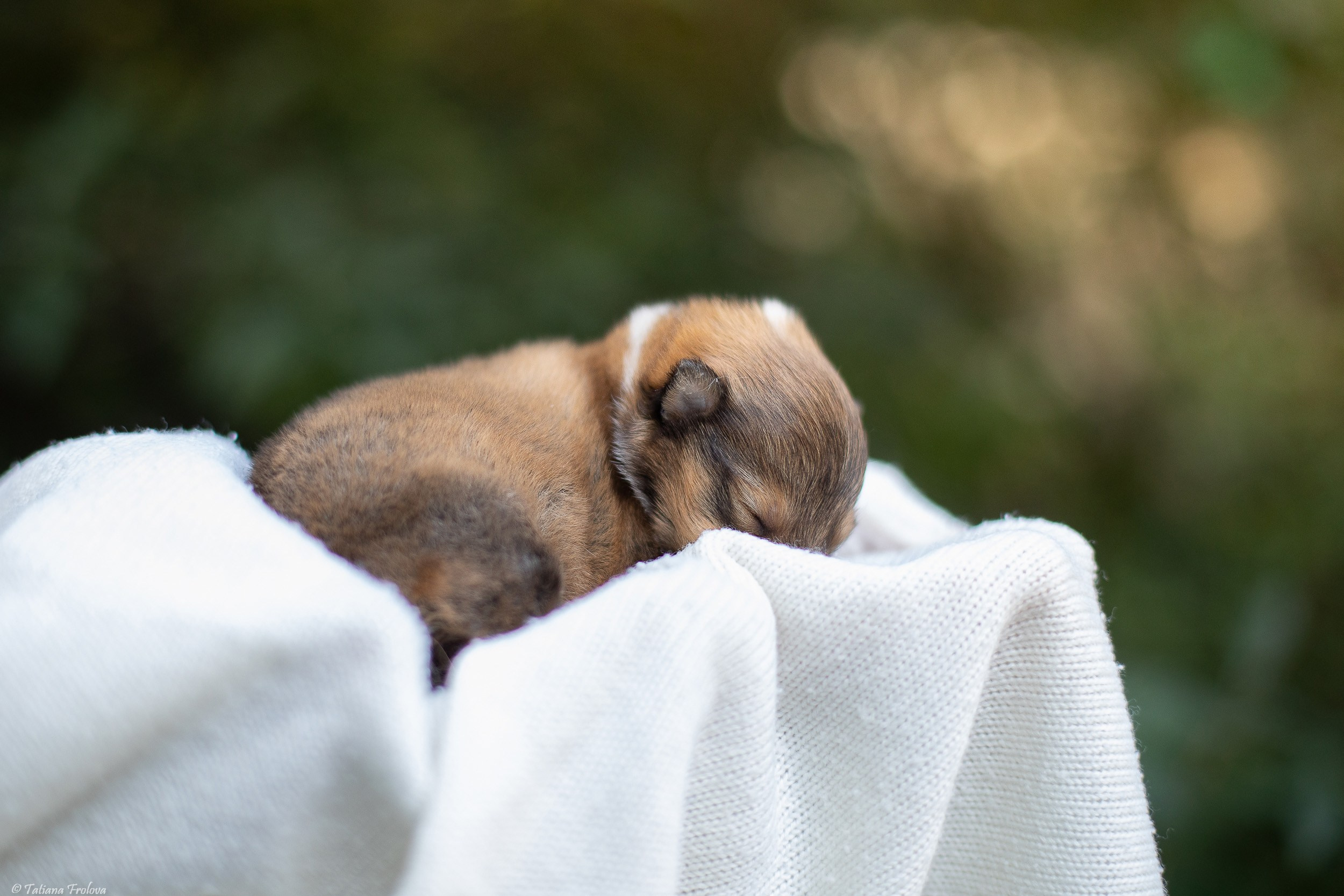 Ньюборн съемка щенков. Фотограф-анималист в Москве и Московской области Татьяна Фролова