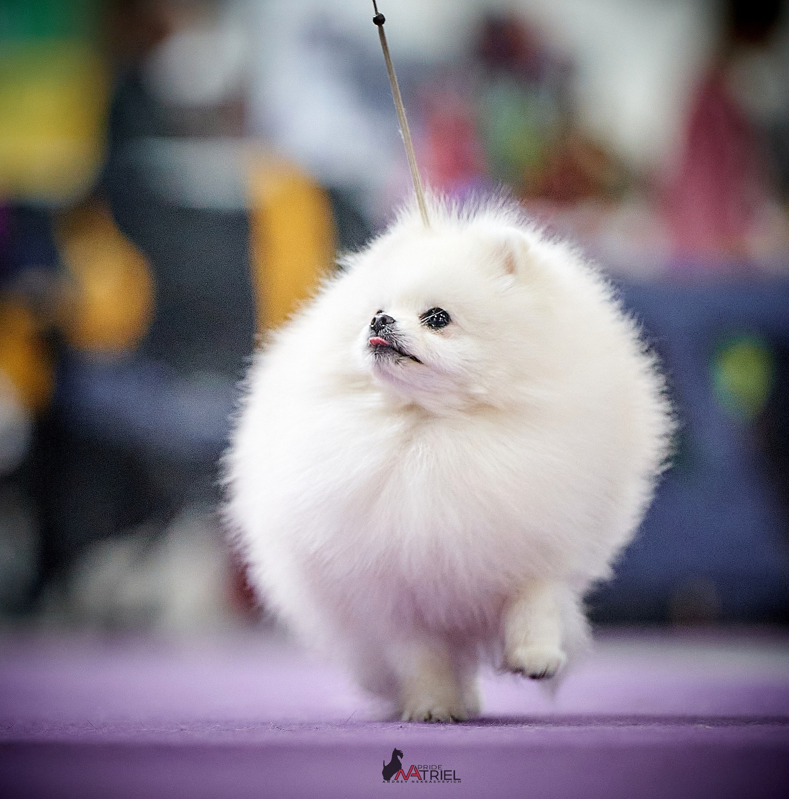 Работа в рингах — галерея NATRIEL