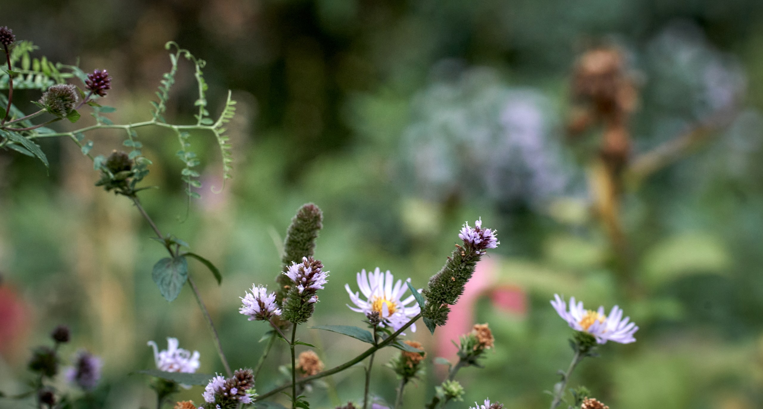 Лютики-цветочки — галерея NATRIEL