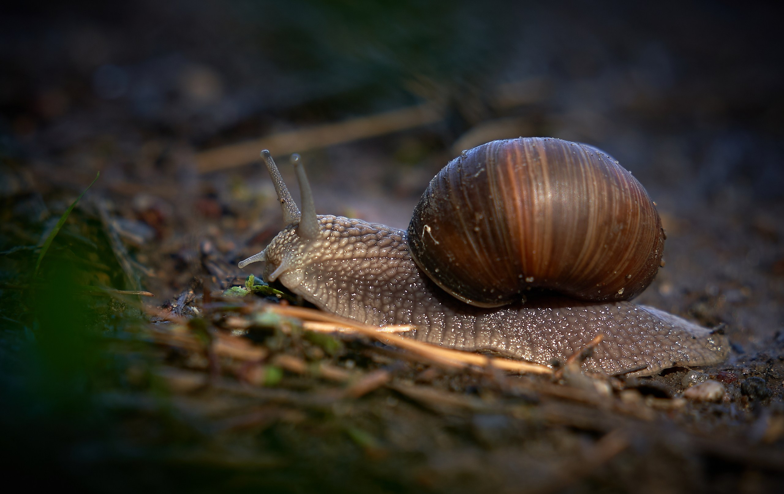 Рептилии — галерея NATRIEL