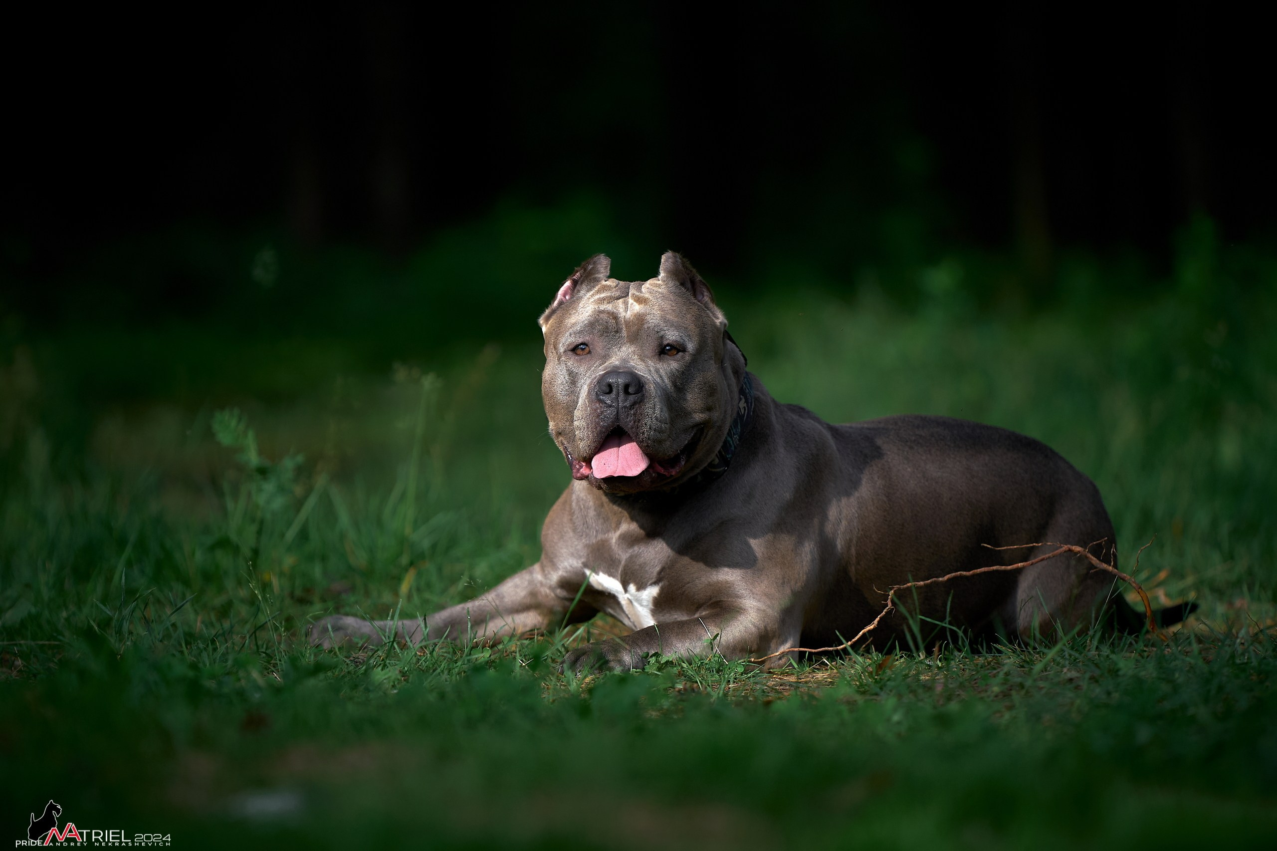 Фотопрогулка с булли