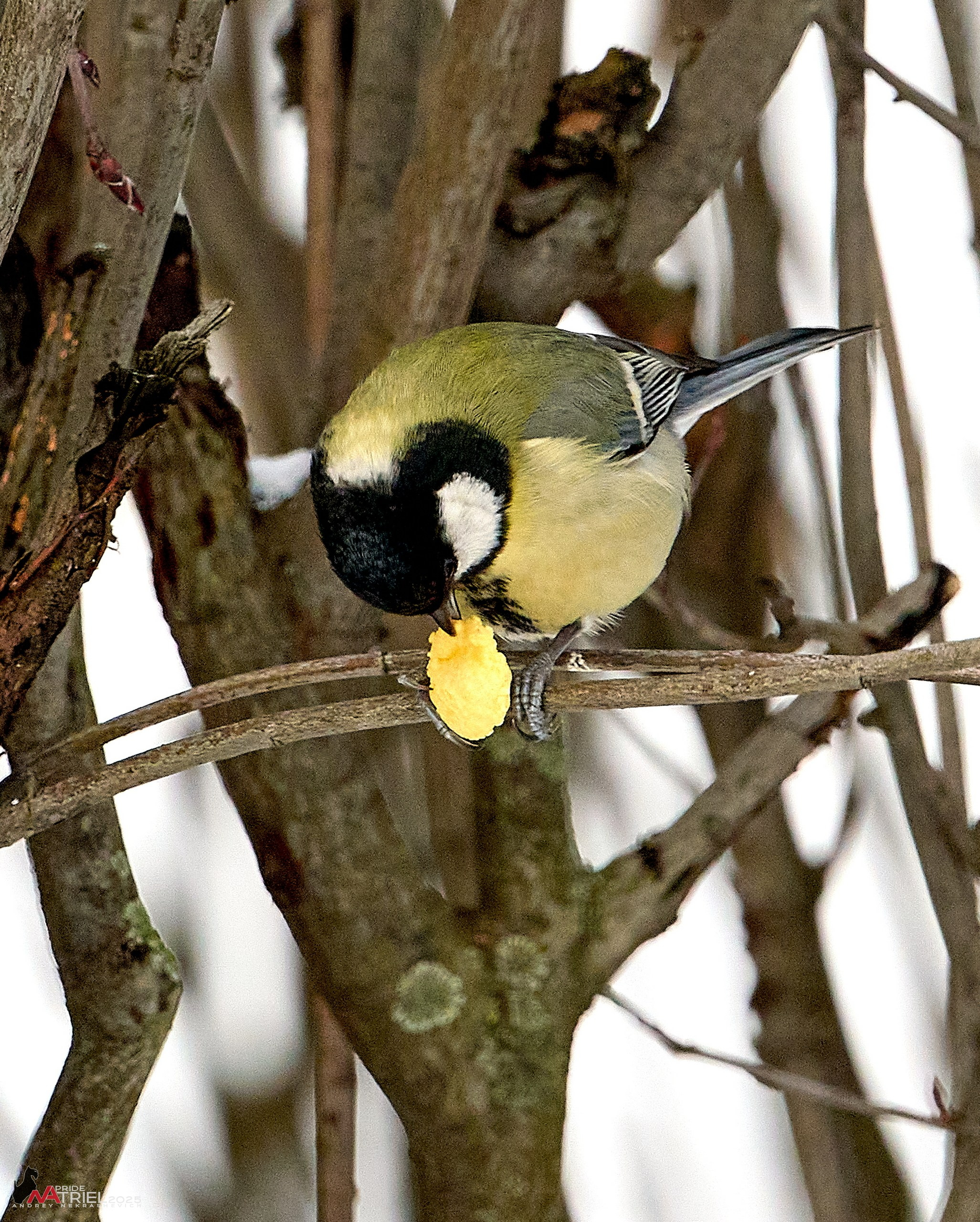 Фотопрогулка с птицами
