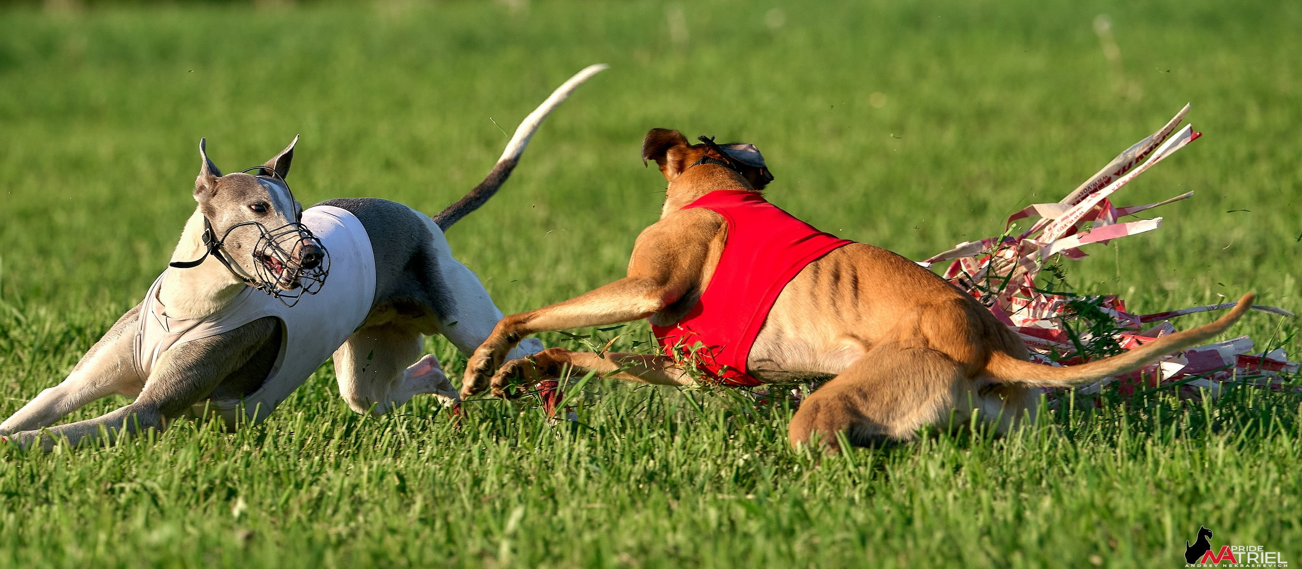 Съемка курсинг — галерея NATRIEL