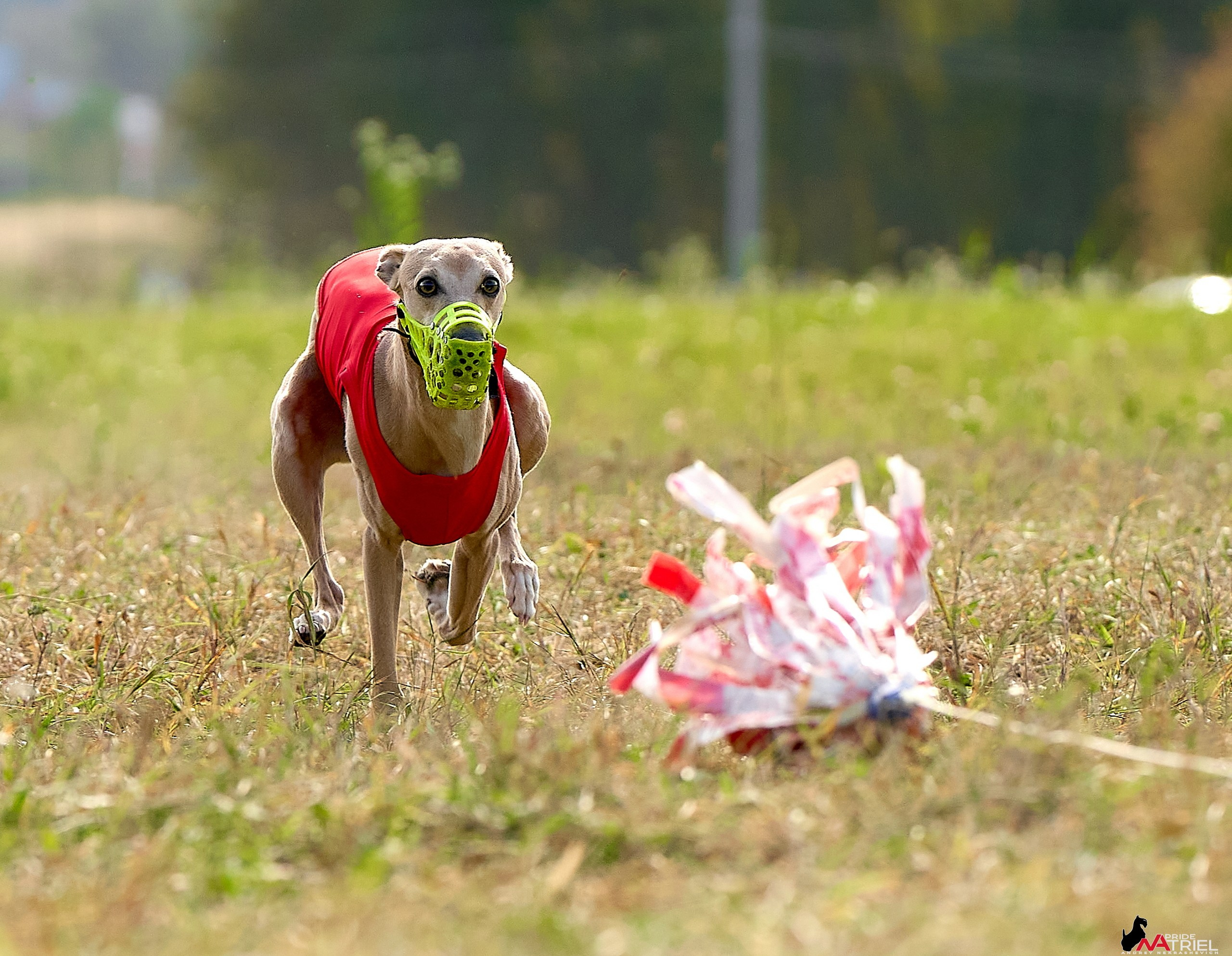 Съемка курсинг — галерея NATRIEL