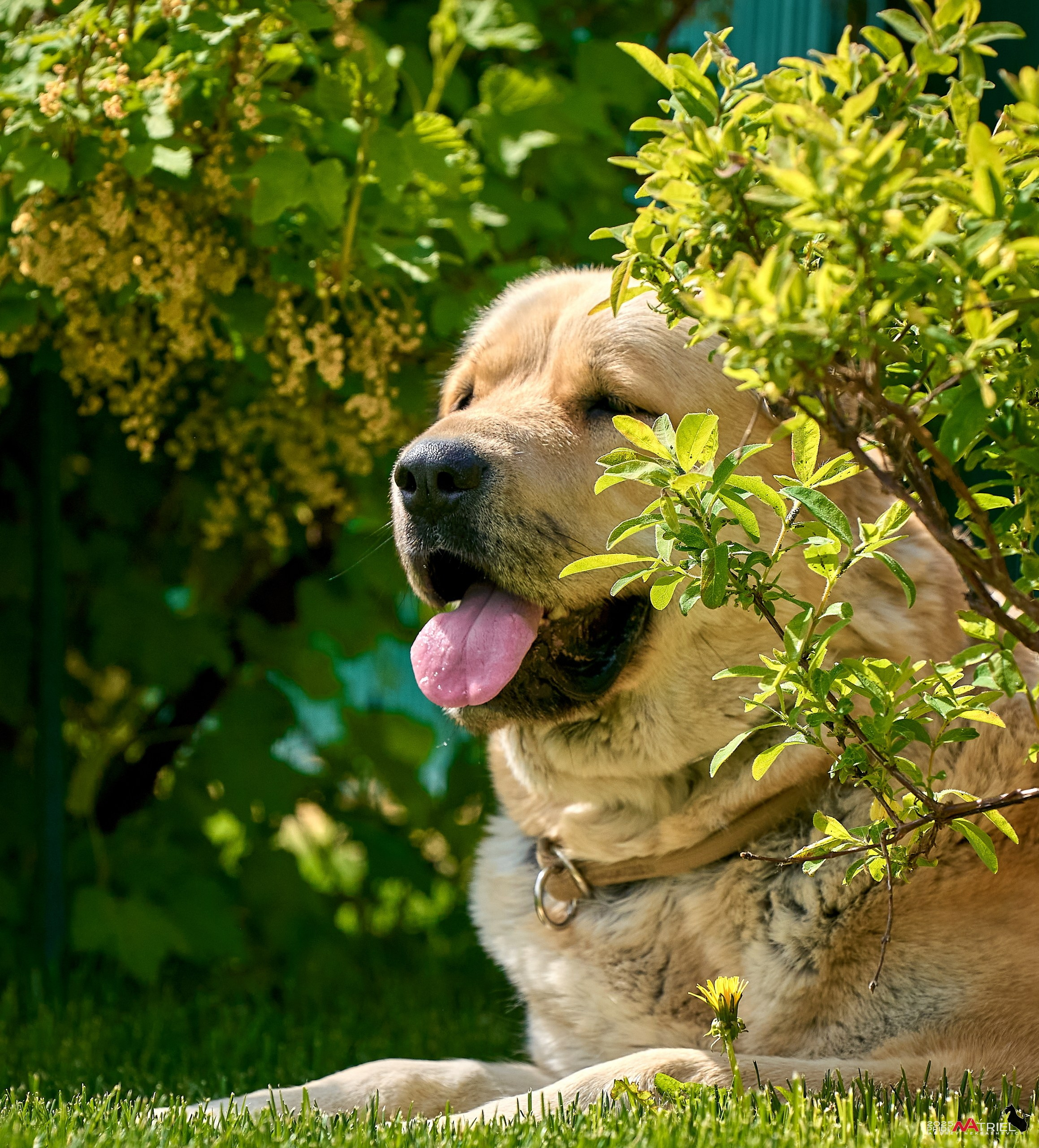 Съемка в питомнике
