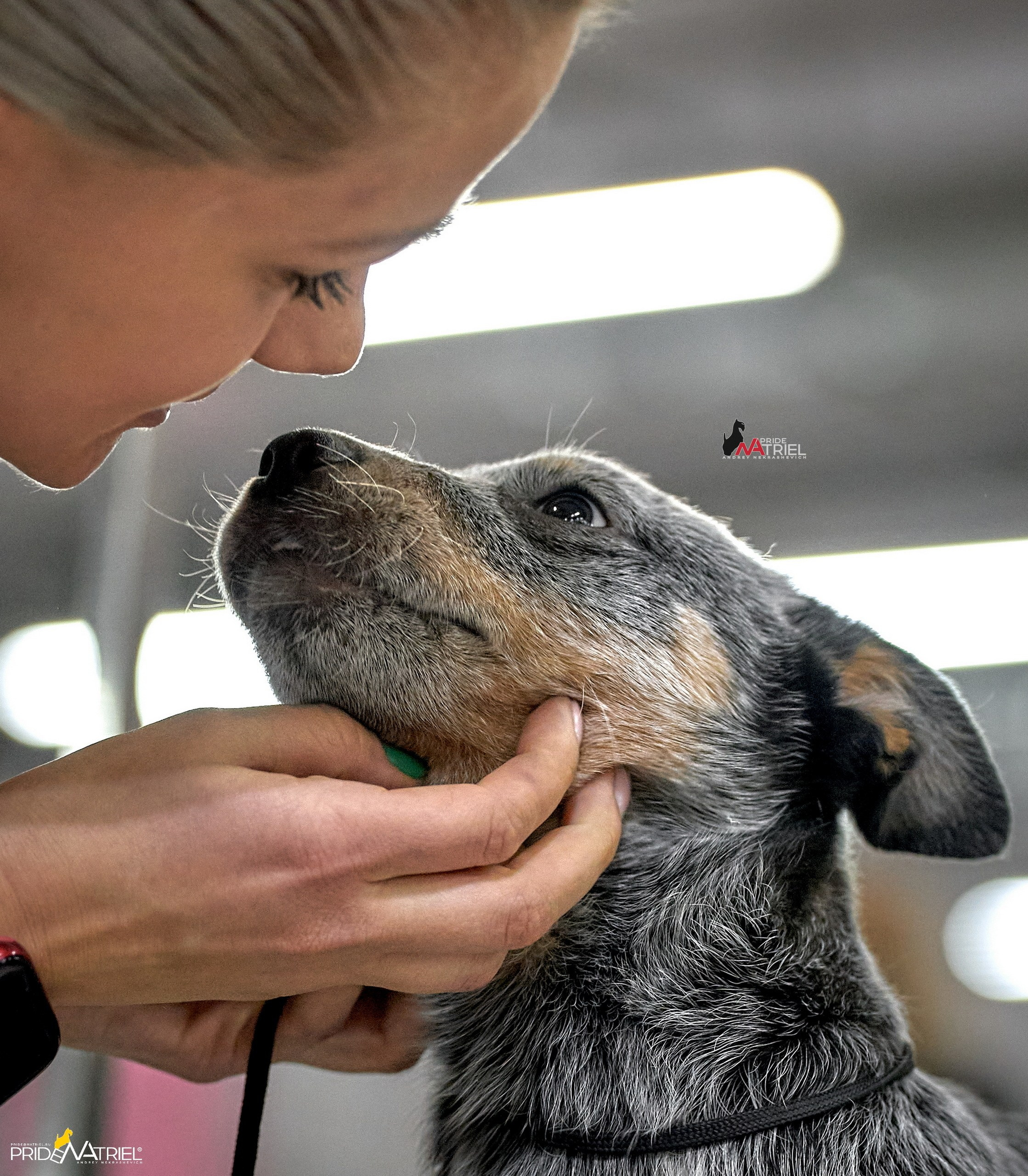 Собаки и Люди — галерея NATRIEL