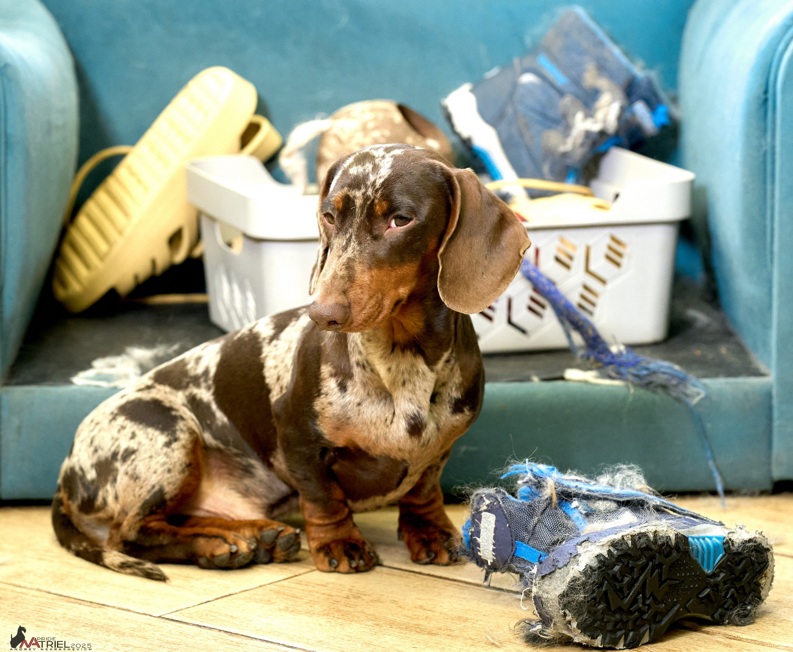 Съемка щенков таксы с мобильным светом