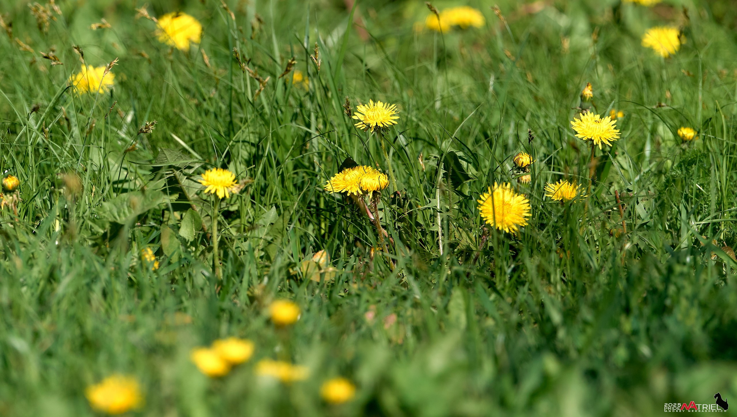 Природа в апреле. Всё в цветении!