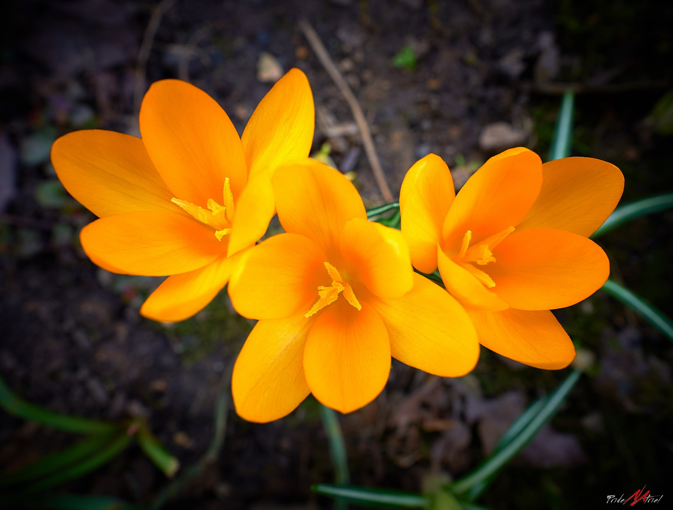 Лютики-цветочки — галерея NATRIEL