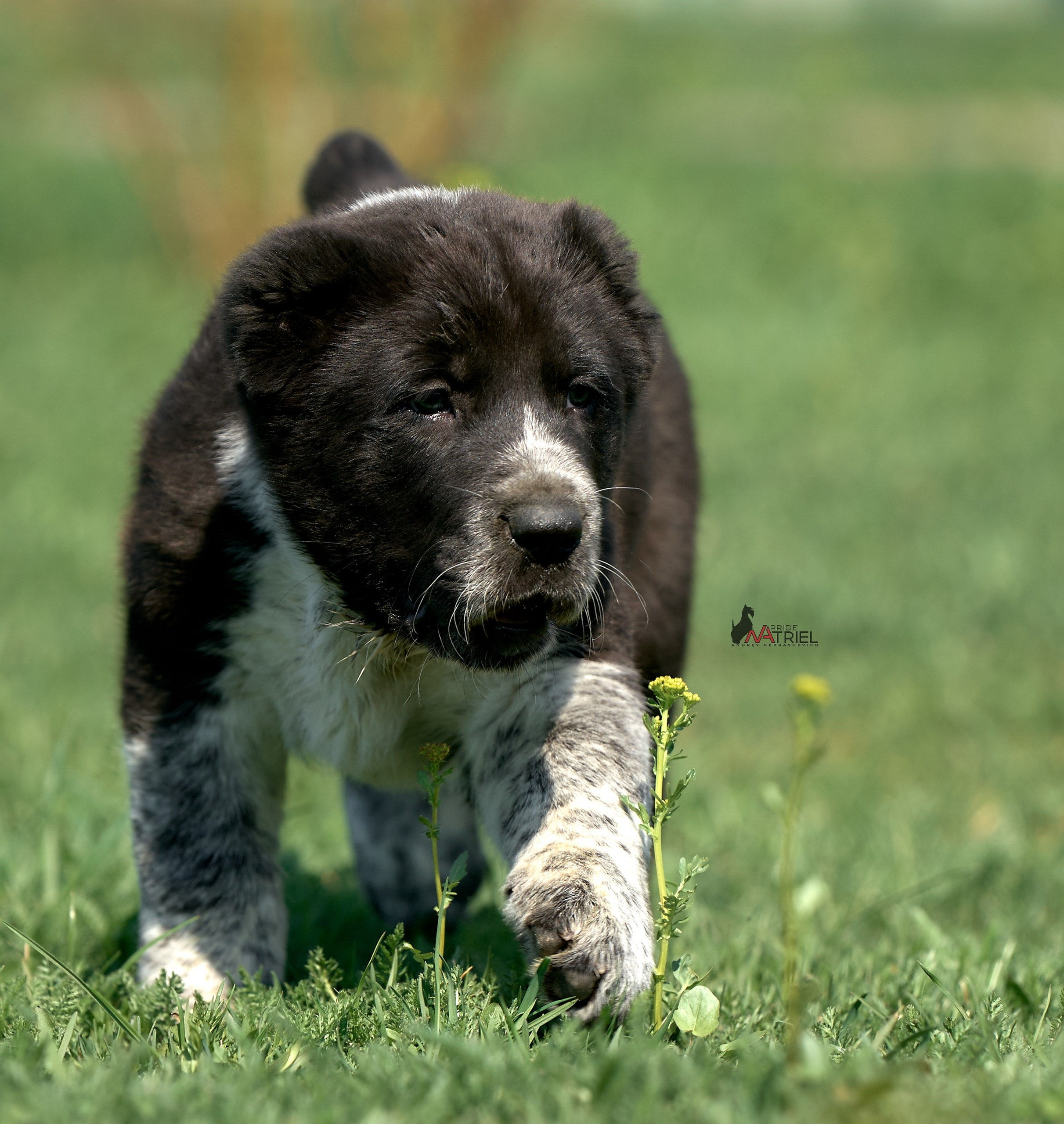Среднеазиаты — щенки и взрослые