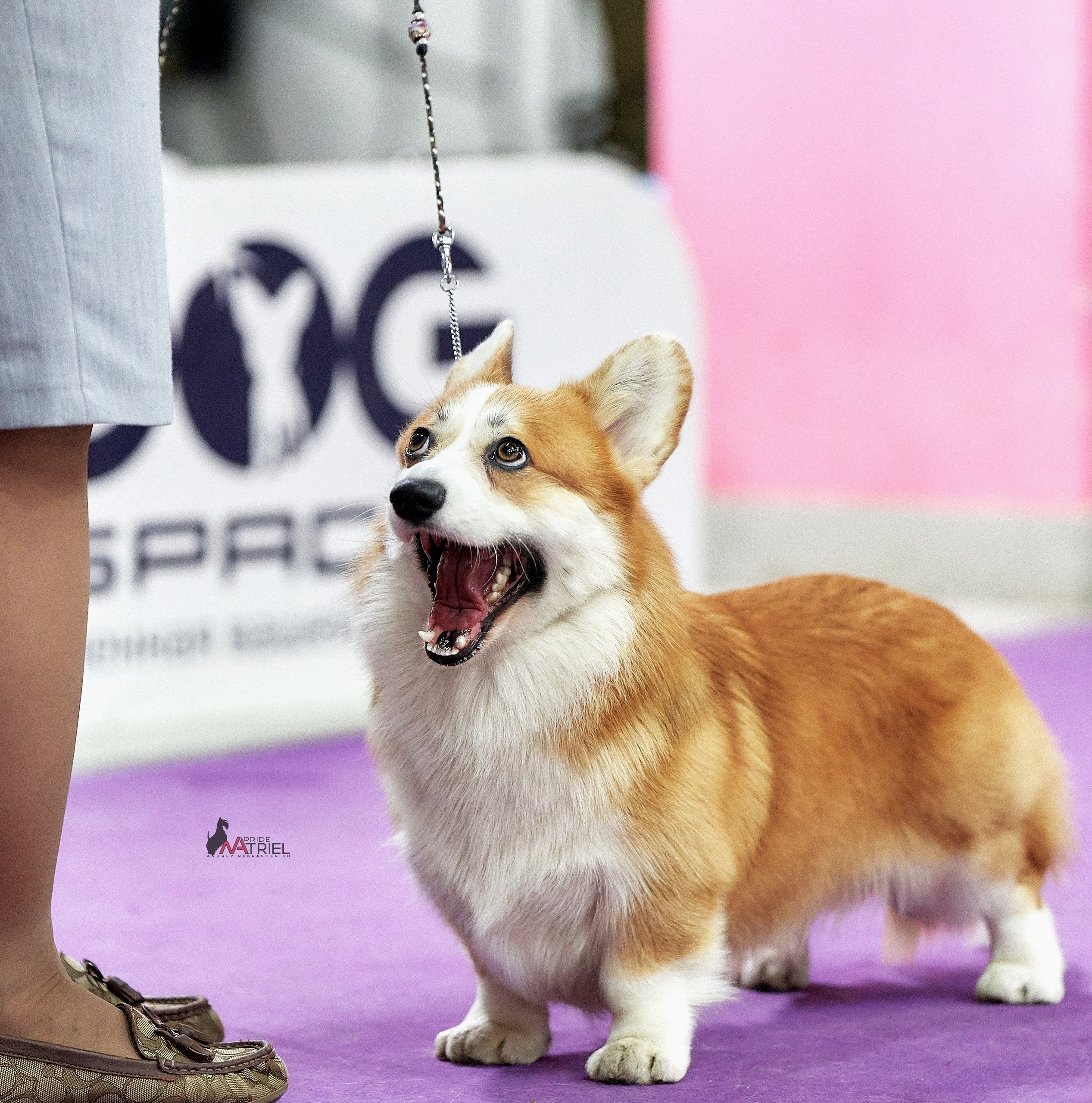 Работа в рингах — галерея NATRIEL