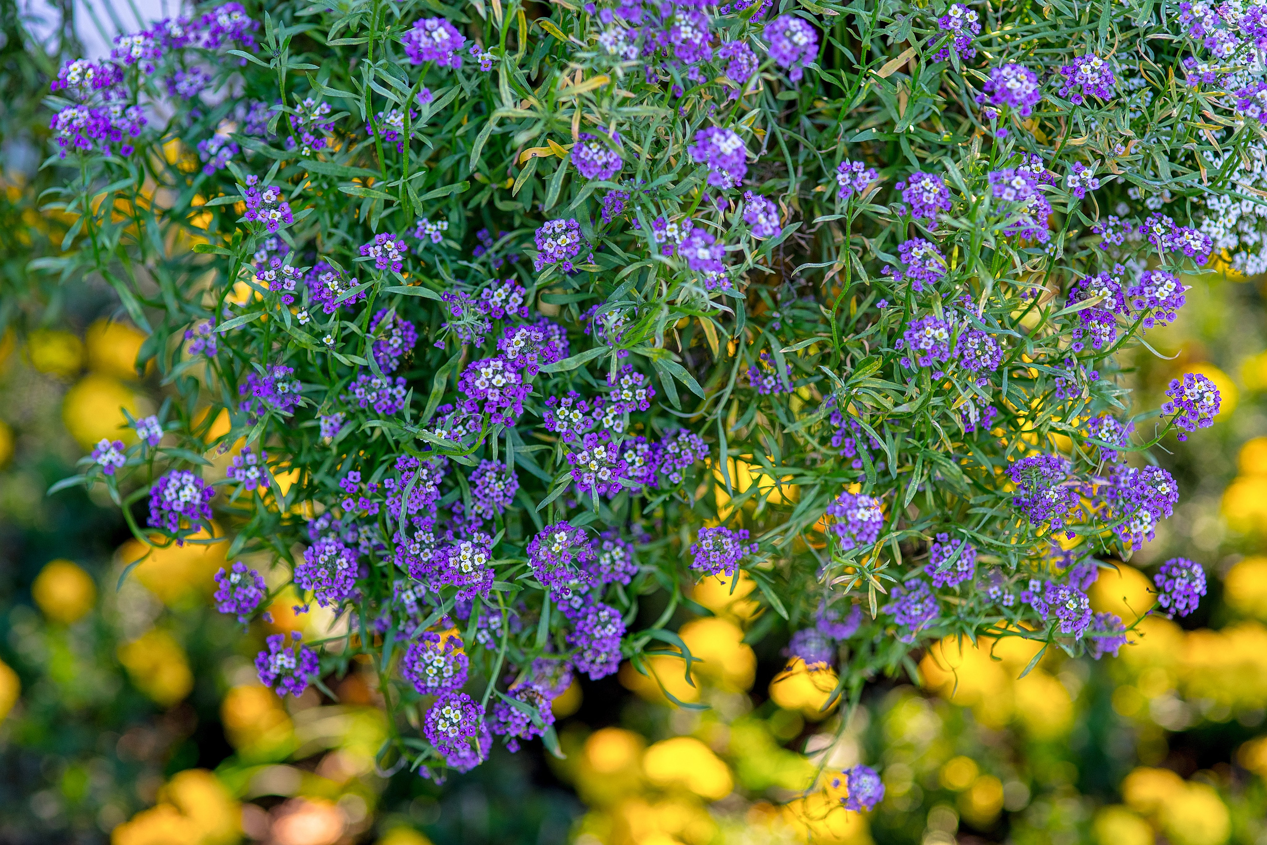 На озере Нарочь. Белоруссия