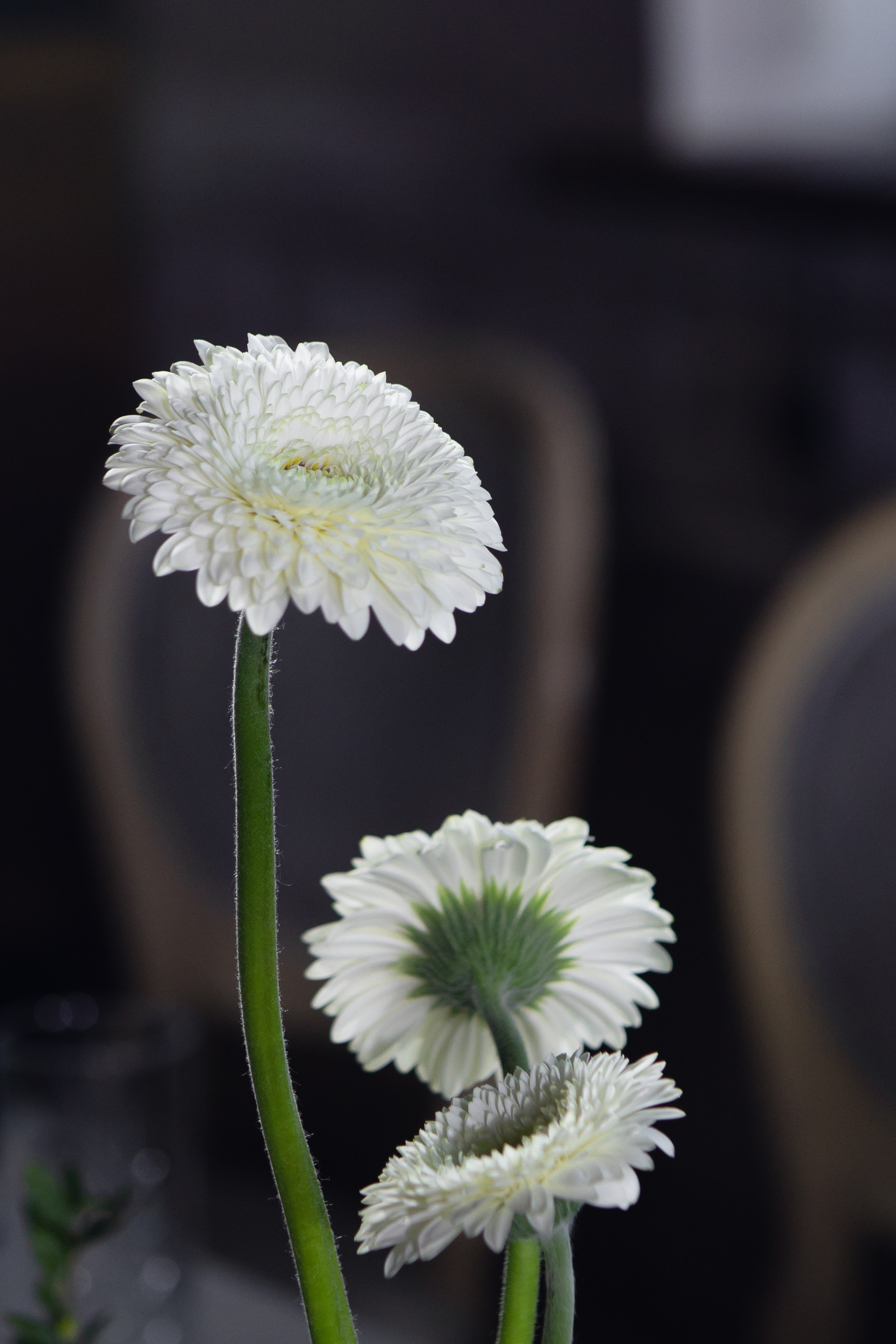 Я всегда буду рядом. Дубинкина Екатерина Фотограф Рязань, Москва