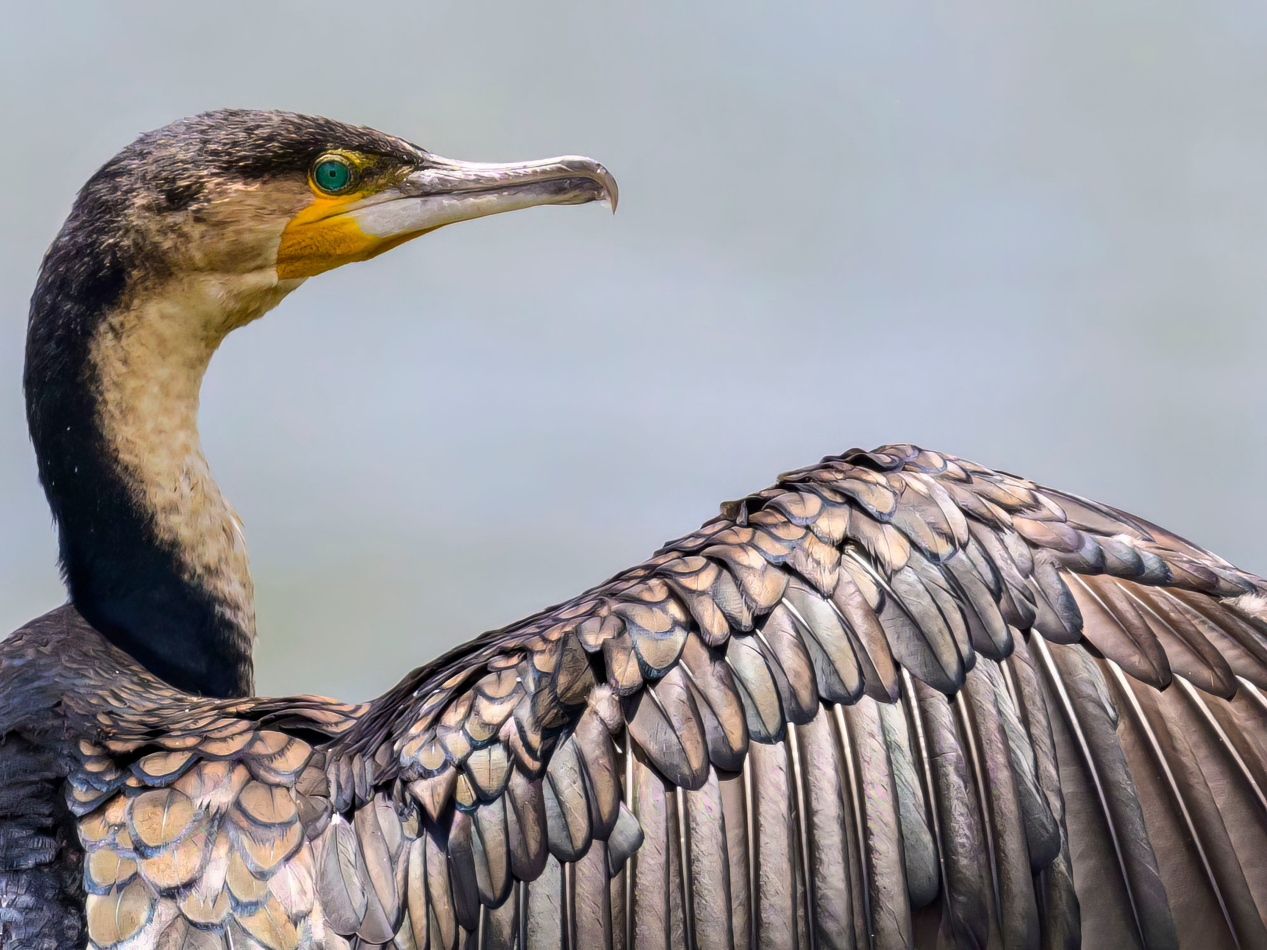 Кения. Wildlife photography by Sergey Puponin