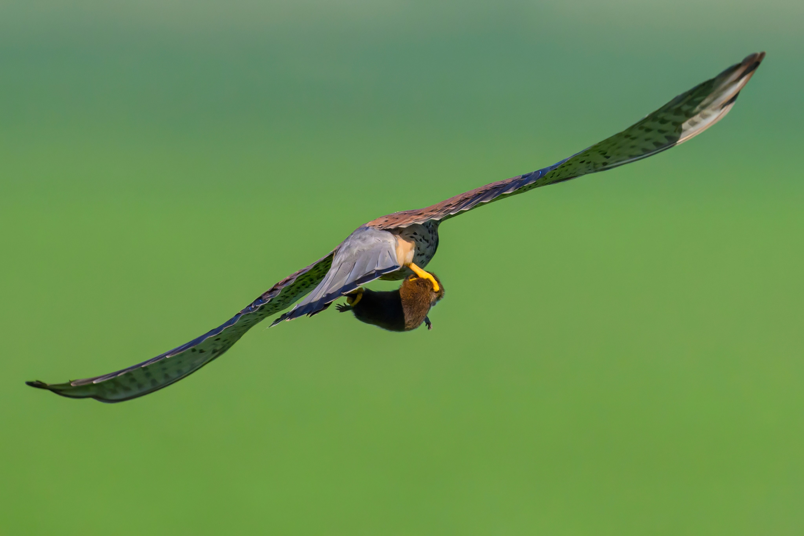 Пустельга и совы. Wildlife photography by Sergey Puponin