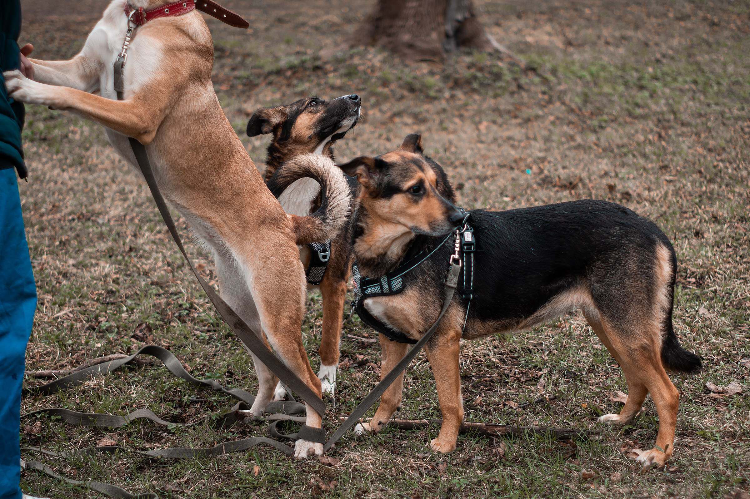 Съемки животных. Фотограф в Санкт-Петербурге и ЛО Егор Ставер