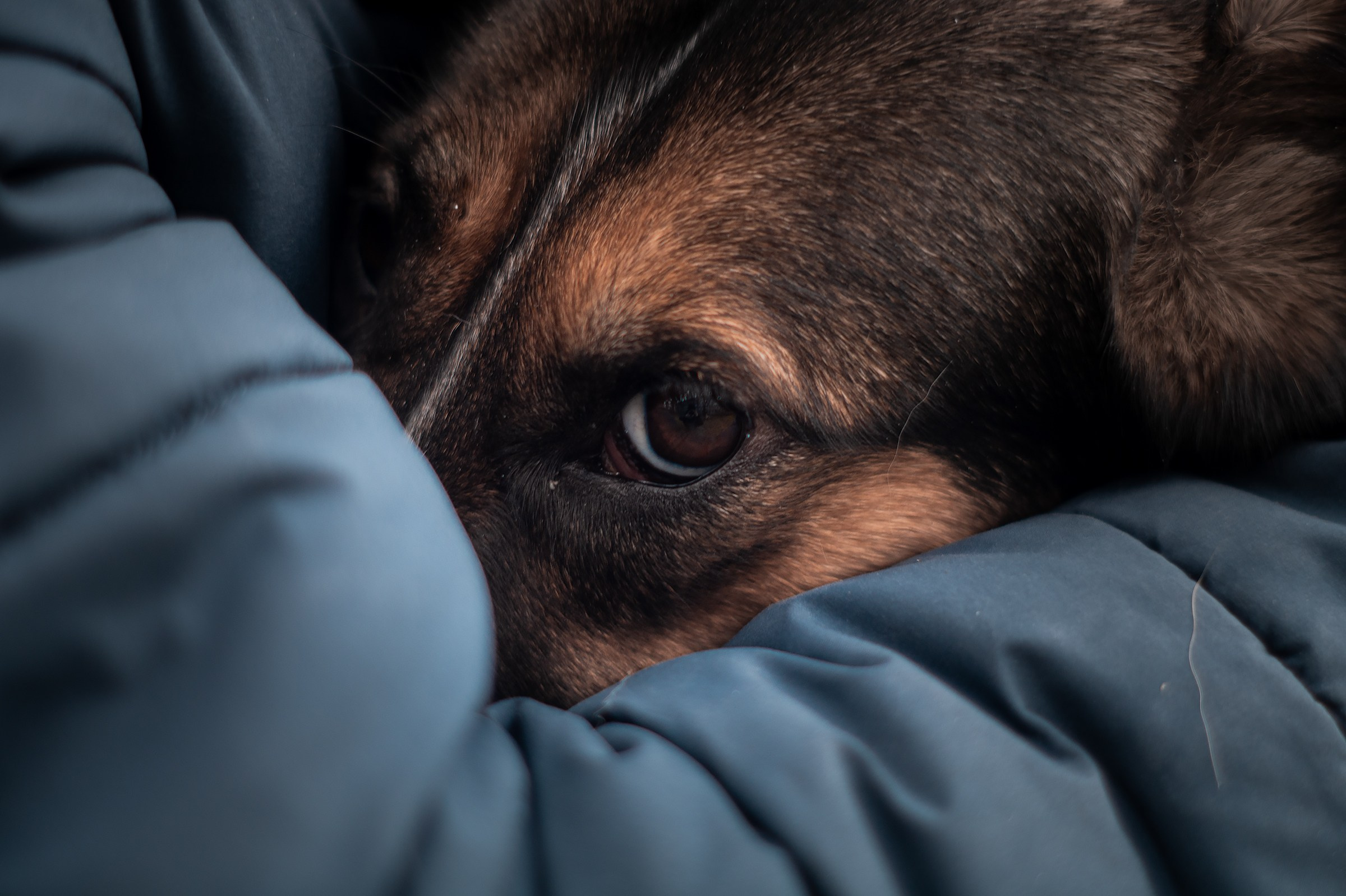 Съемки животных. Фотограф в Санкт-Петербурге и ЛО Егор Ставер