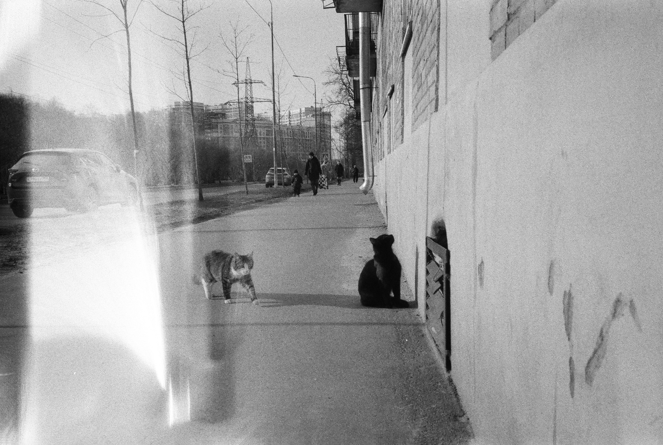 Фотографии черно-белые. Свадебный и семейный пленочный фотограф в Петербурге Истомина Ирина