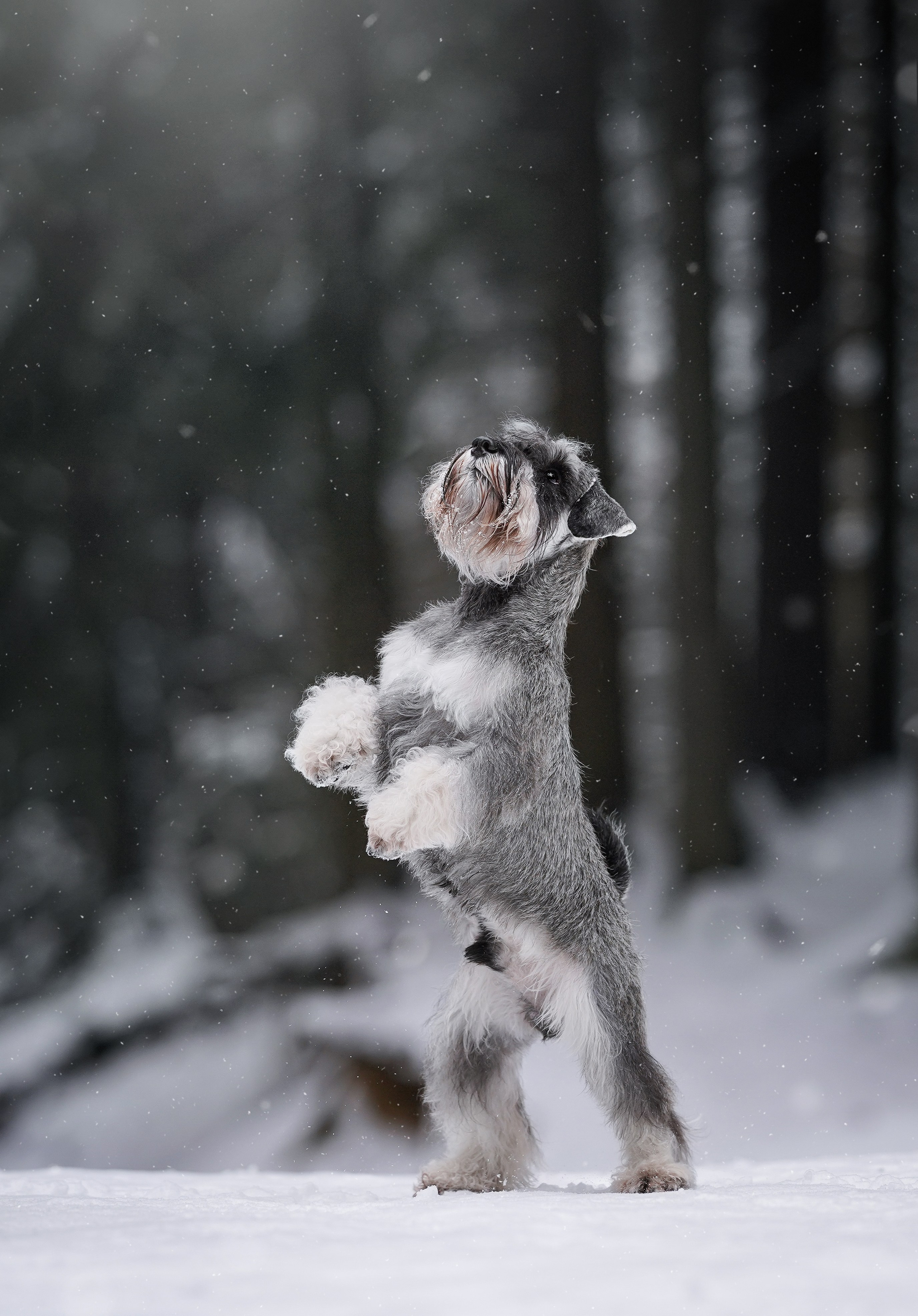Бенчи и Арчи. Фотограф-анималист в Санкт-Петербурге Яна Мартынова