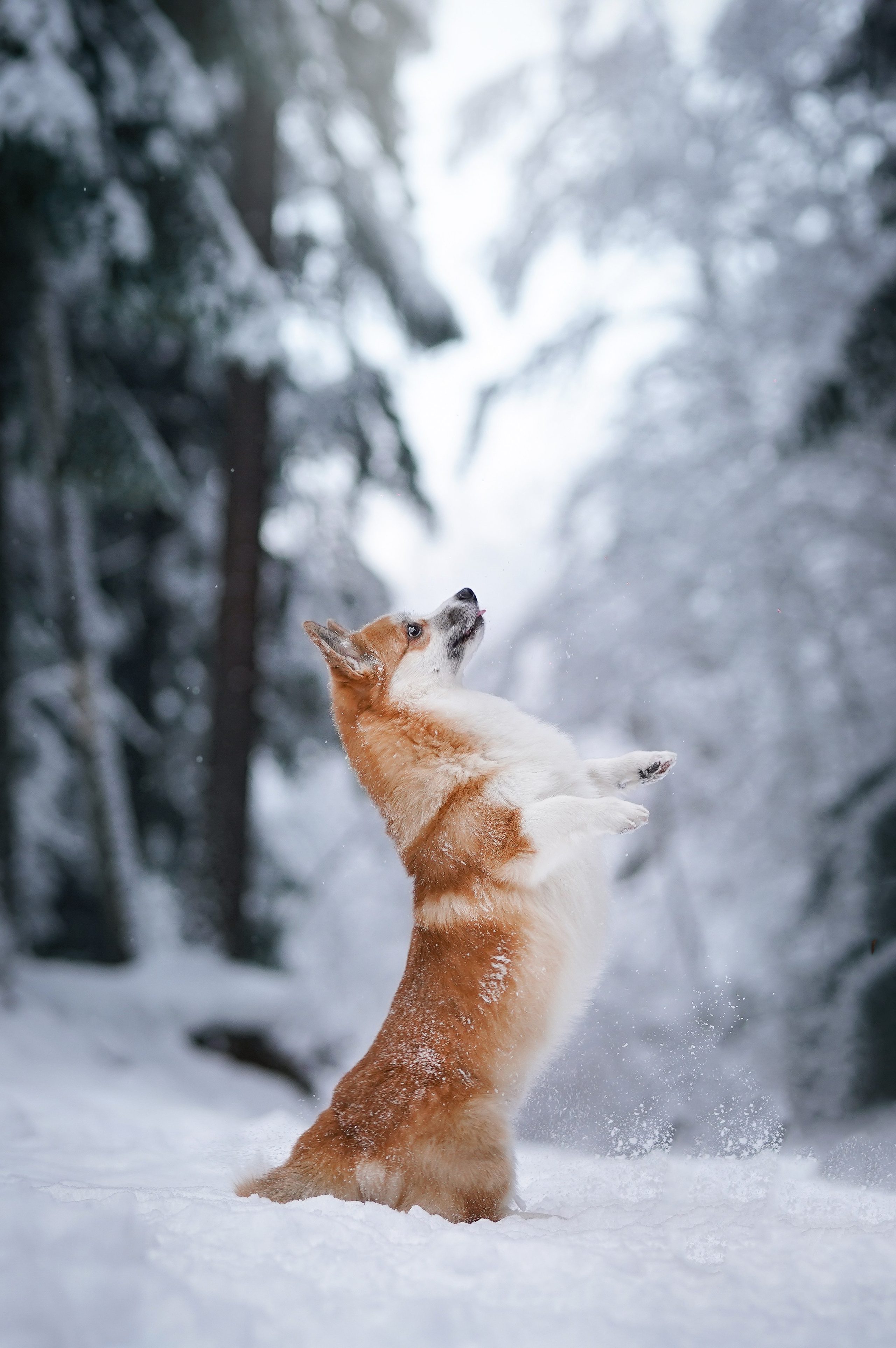 Катя Рокки и Честер. Фотограф-анималист в Санкт-Петербурге Яна Мартынова