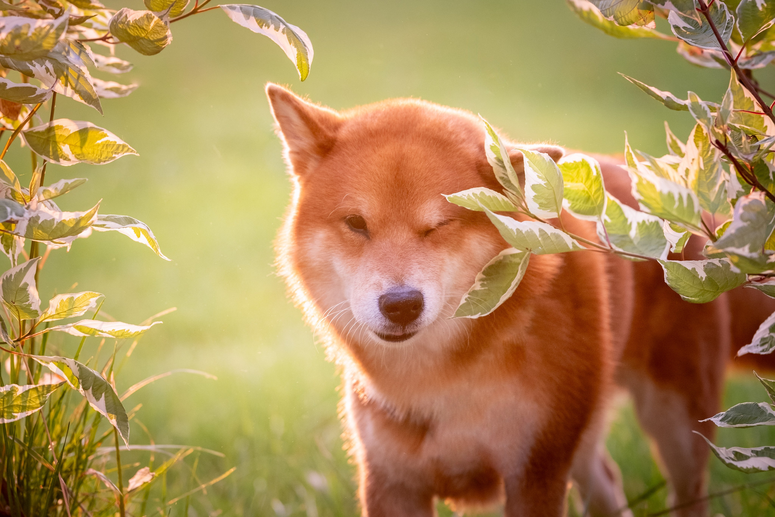 Харизматичный Шима)