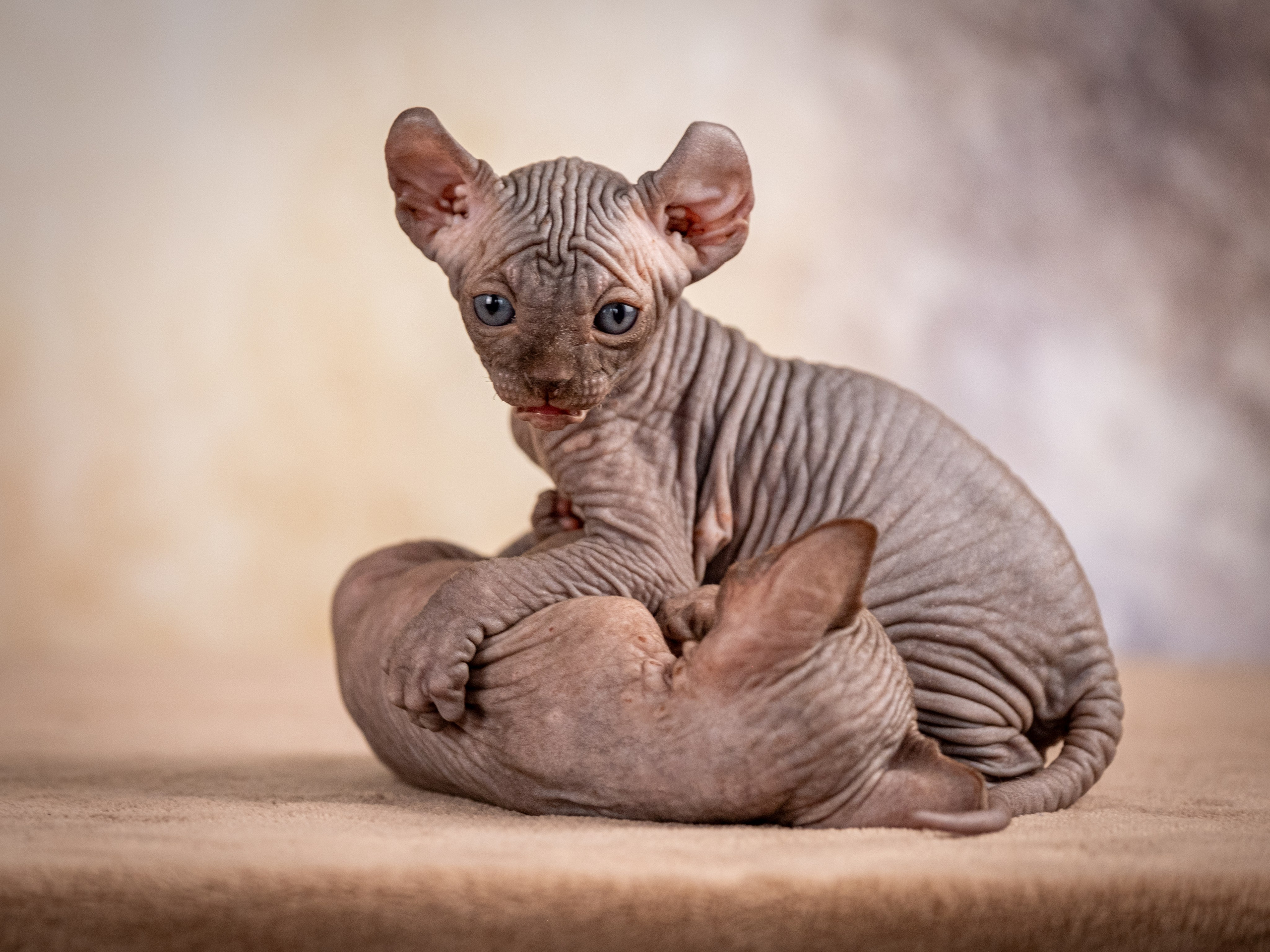 Сфинксы и эльфы для Никиты!. Зоофотограф, фотограф животных в Москве и области Дина Дамоцева