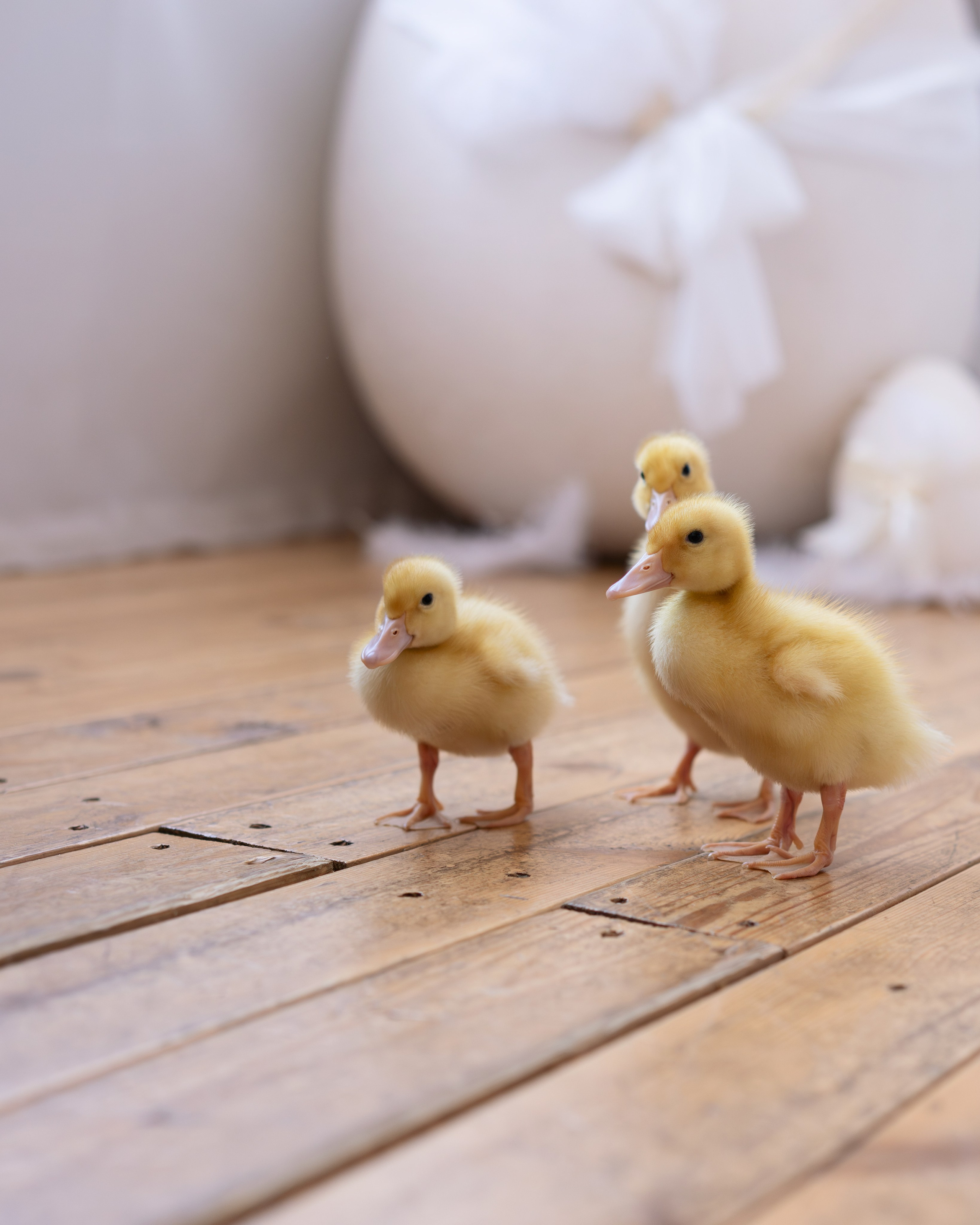 Семейная студийная съемка. Семейный и портретный фотограф в Санкт-Петербурге Татьяна Гримоть