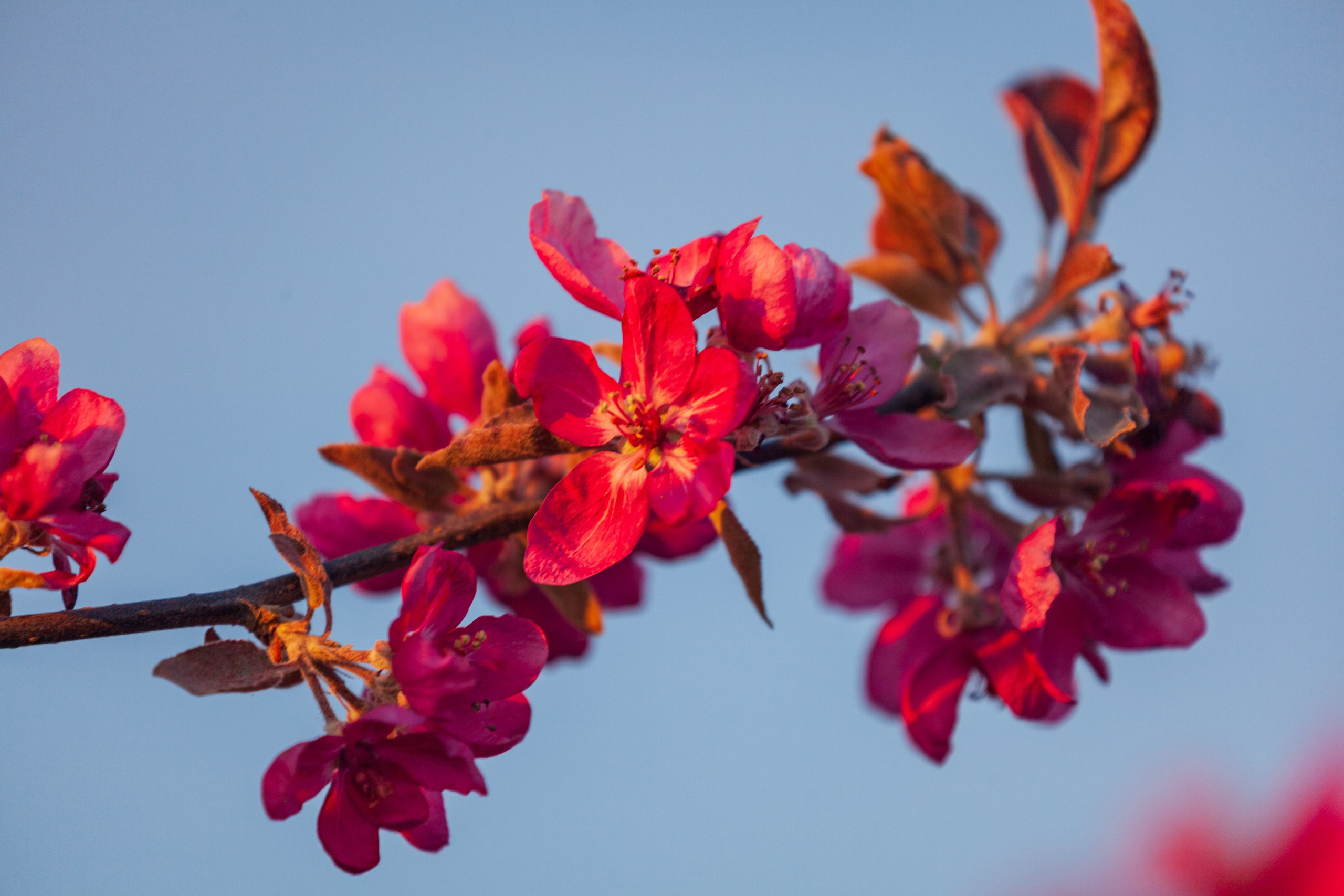 Яблоневый цвет. Фотохудожник Артём Парамонов